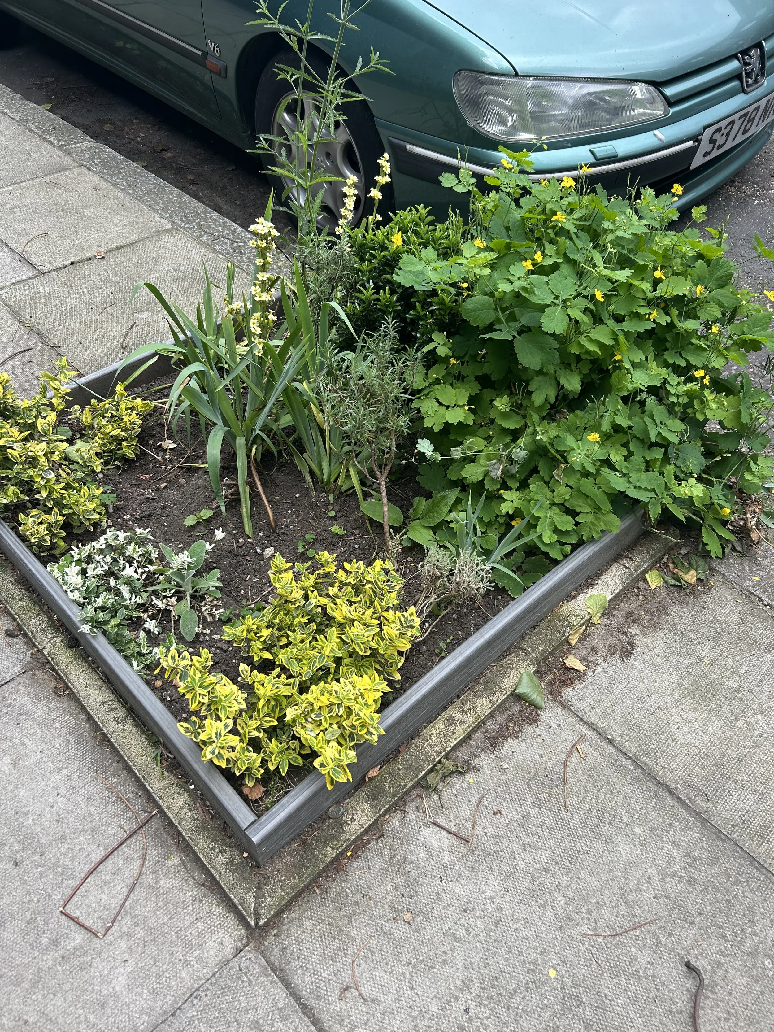 A rectangular flower bed with various green plants and yellow flowers is located beside a concrete sidewalk and a parked green car.