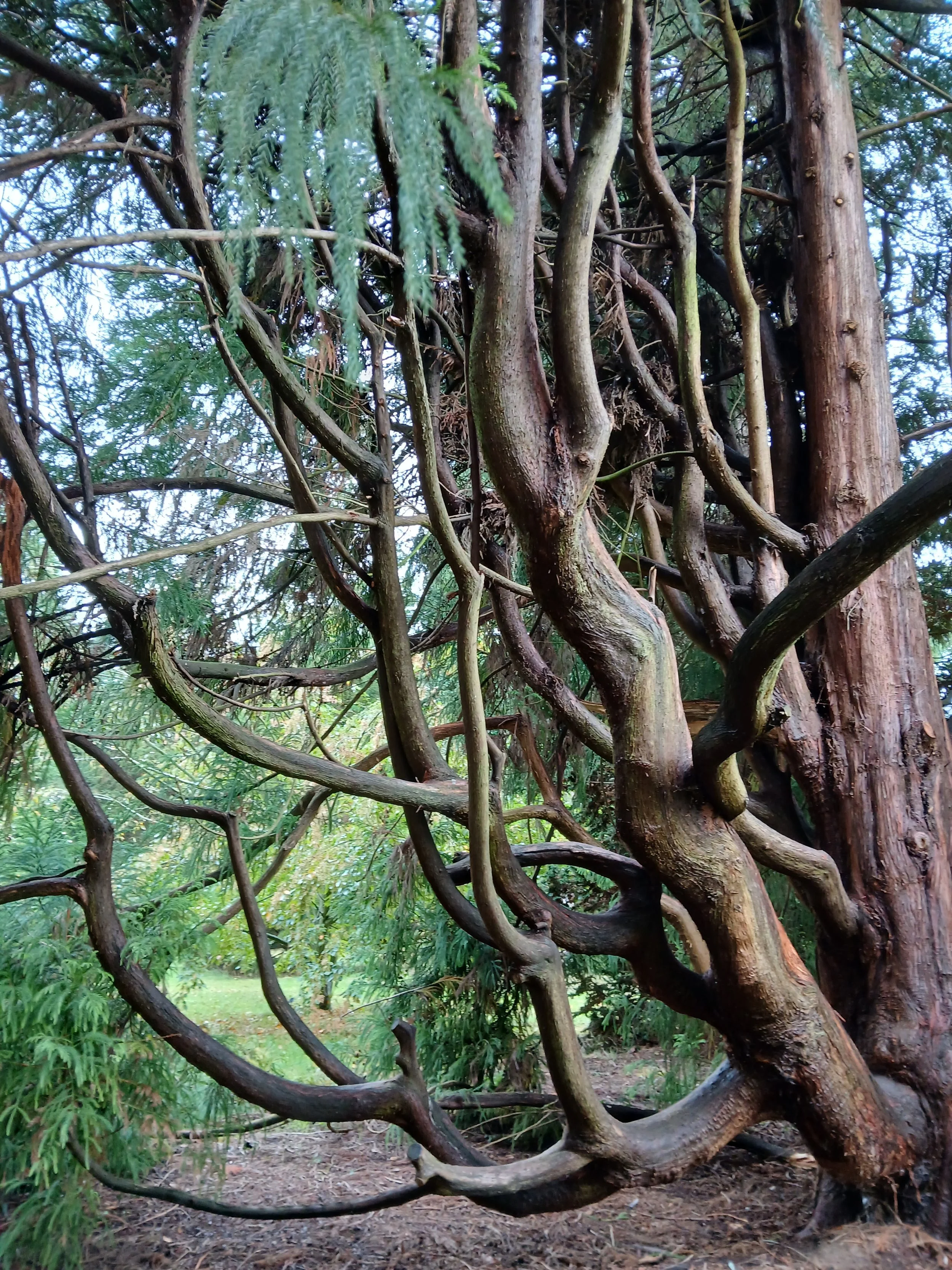 A large tree with twisting branches and hanging green leaves in a forest or park setting.