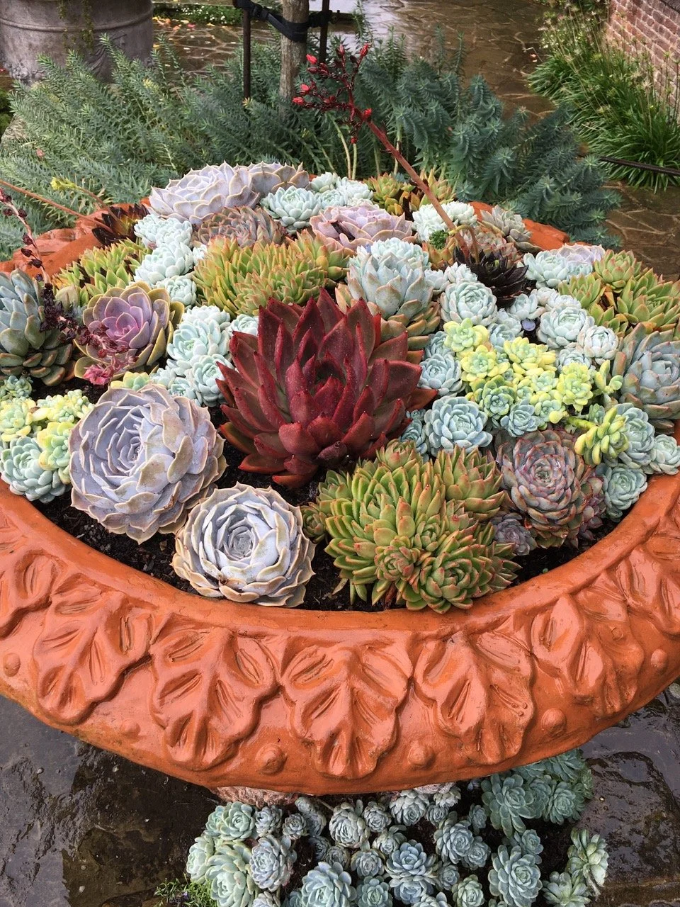 Various colorful succulent plants in a large decorative terracotta planter outdoors on wet ground.