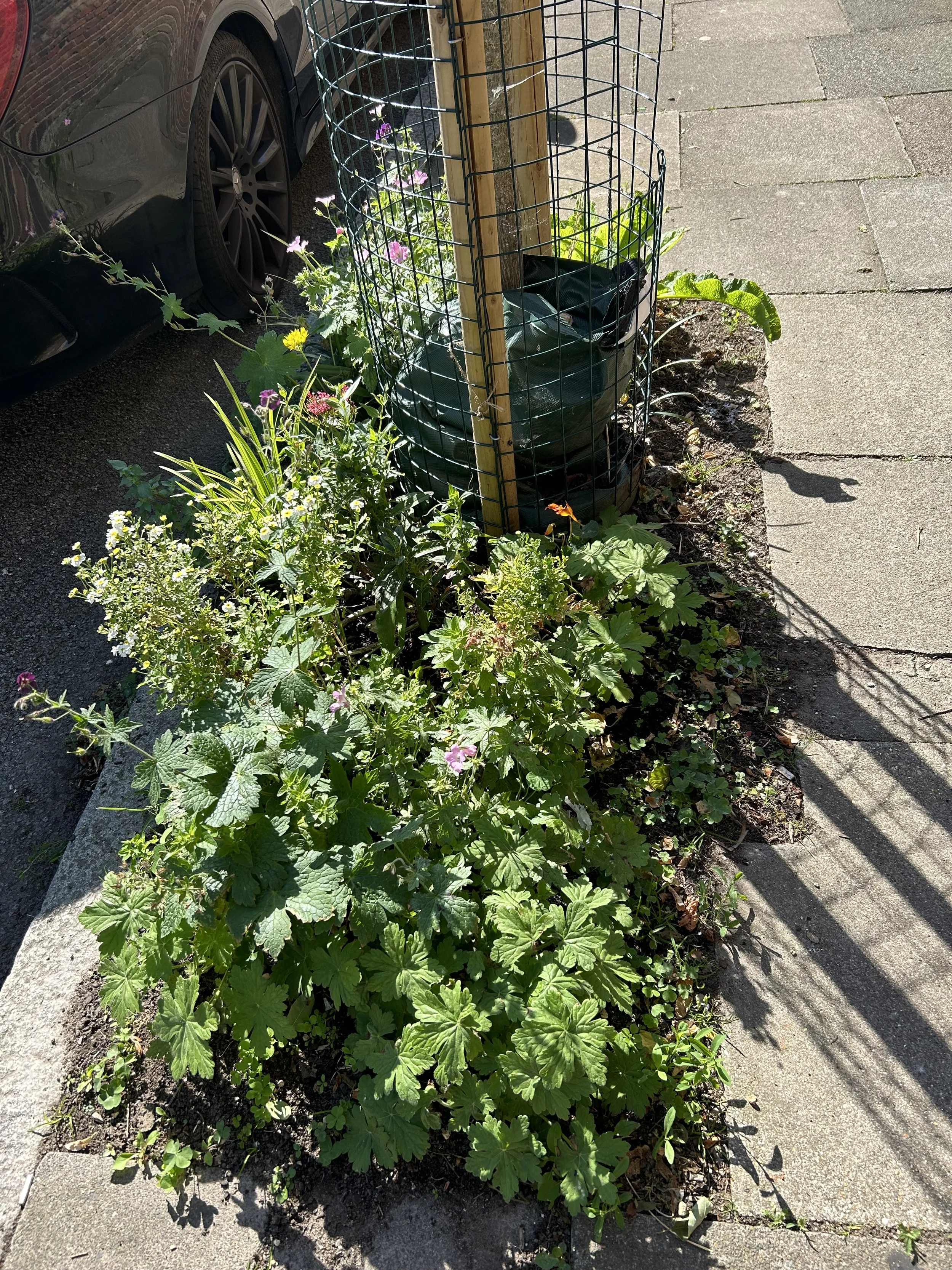 A small garden bed with various plants and flowers, bordered by a concrete sidewalk. A wire garden protector surrounds a young tree or shrub in the center. A car is parked nearby, partially visible on the left side of the image.