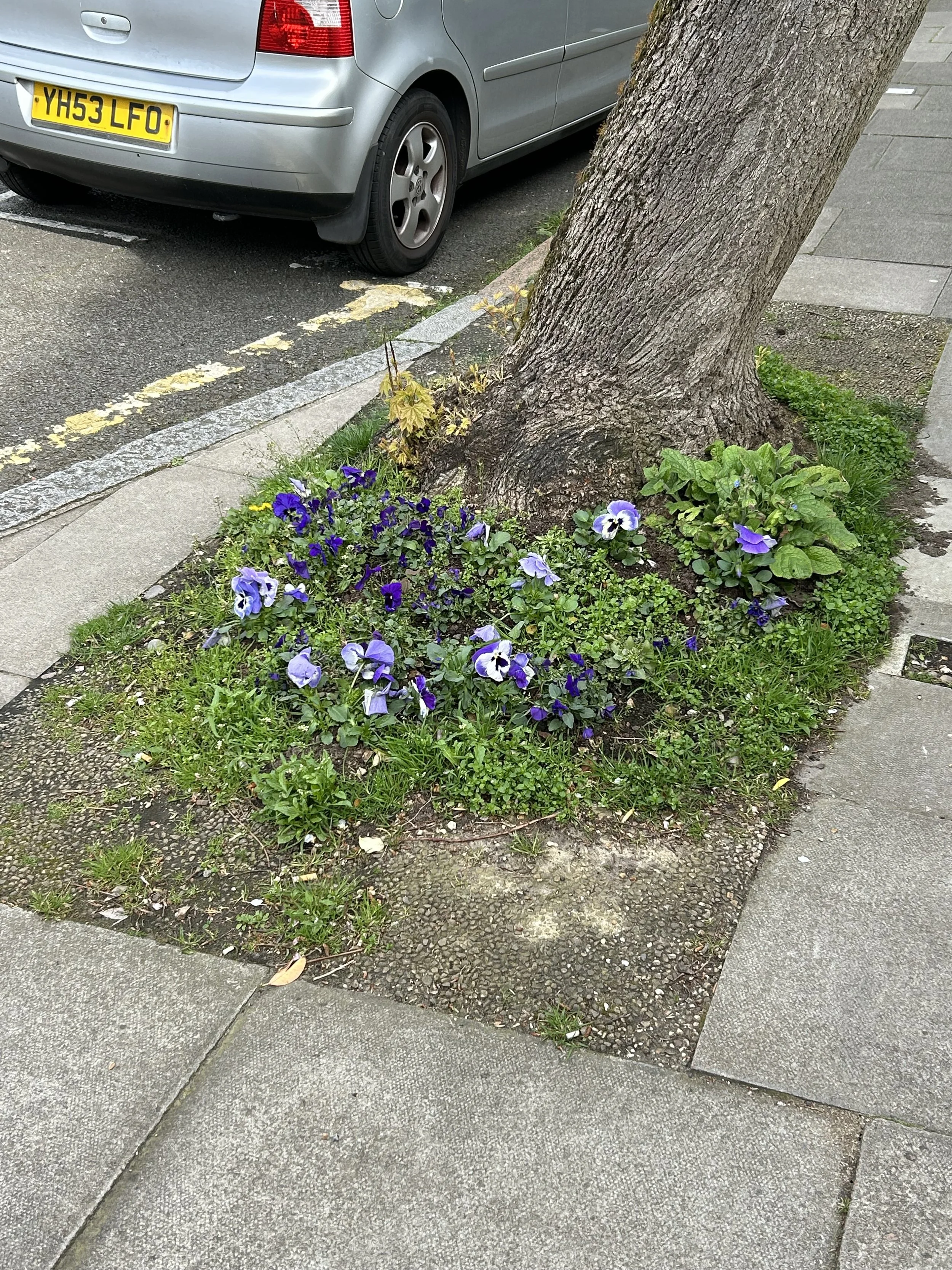A sidewalk with a small garden area next to the curb, containing a tree and purple flowers. A parked silver car is partially visible in the top left corner.
