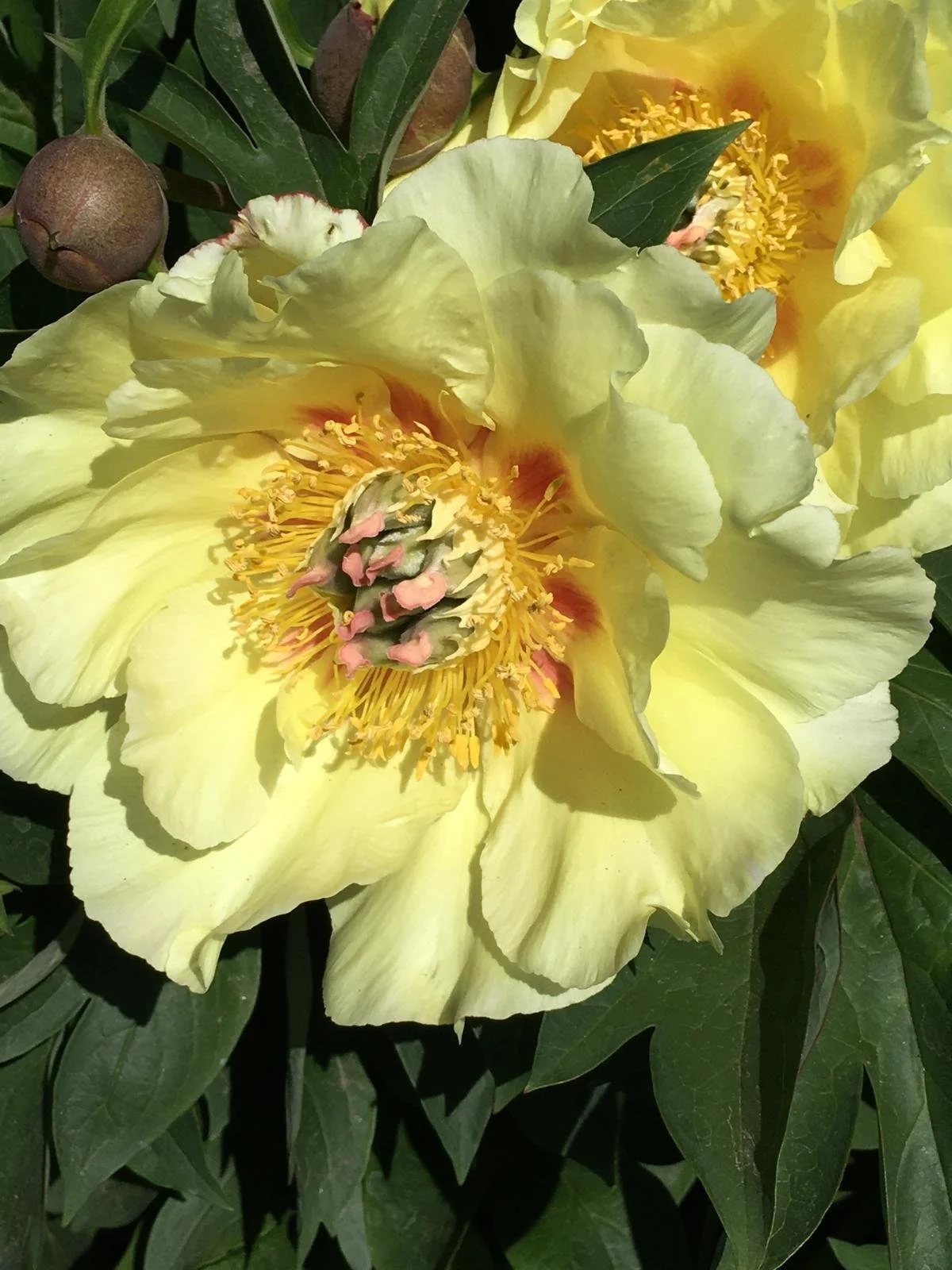 Close-up of a large, yellow flowering peony with multiple layers of petals, prominent yellow stamens, and dark green leaves surrounding it.