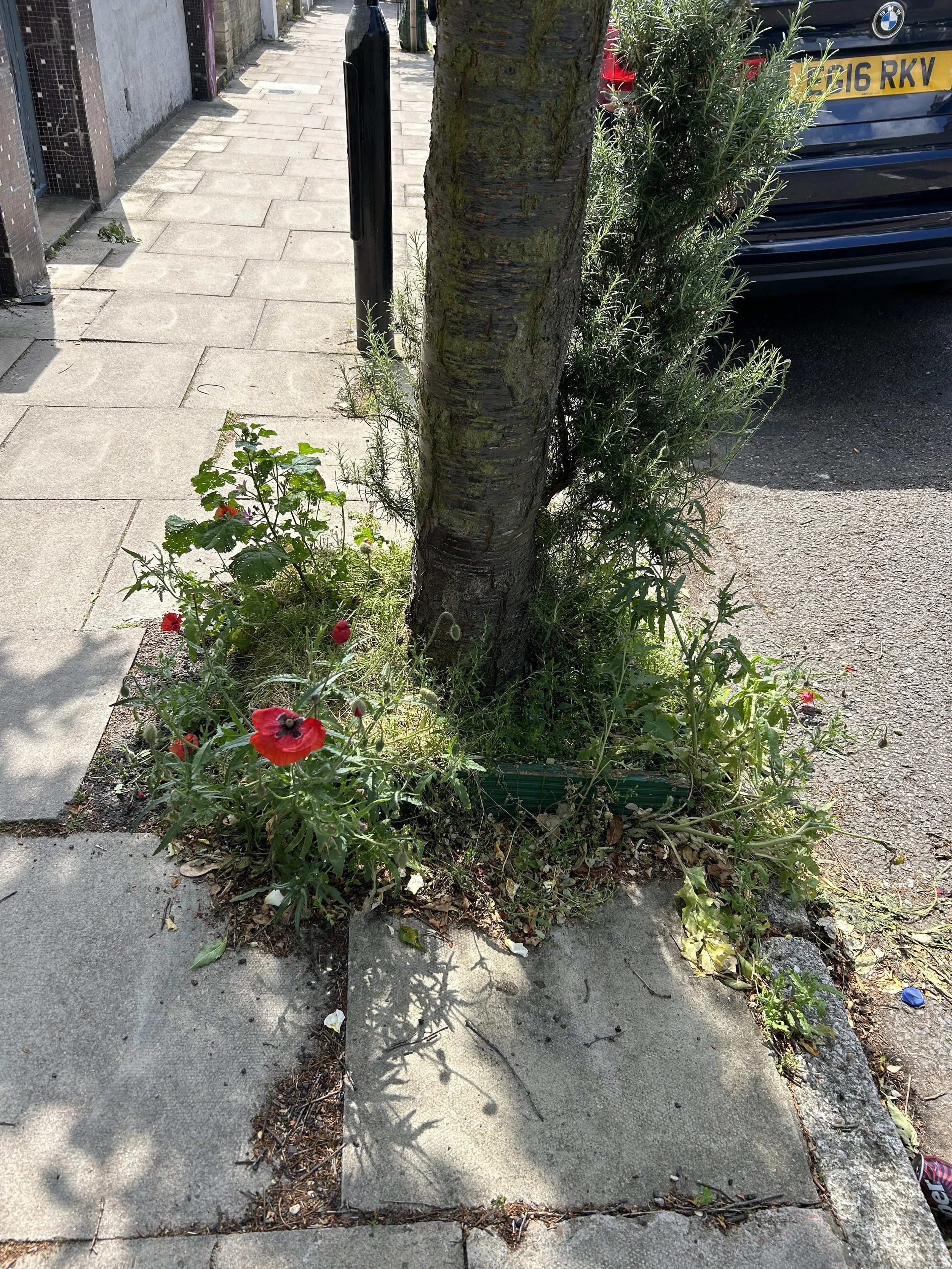Sidewalk next to a tree surrounded by green plants and flowers, with a black bollard to the left and a parked BMW car in the background.