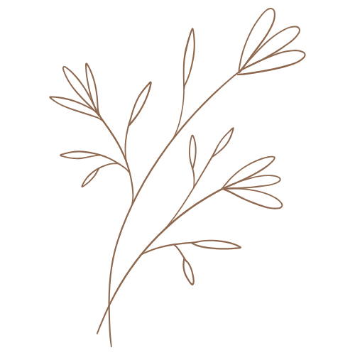 Skizze eines botanischen Zweigs mit Blättern und kleinen Ästen in Braun.