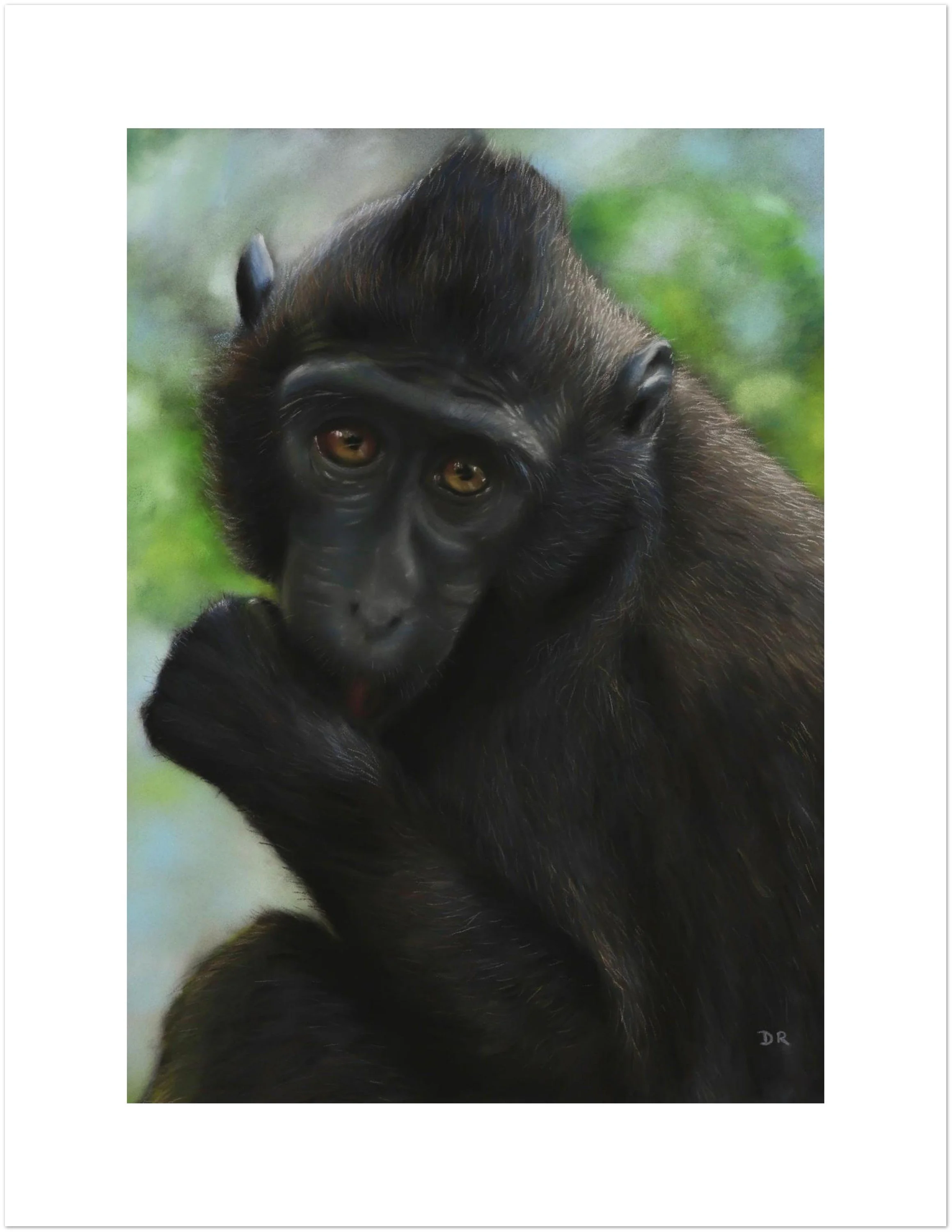 Celebes Crested Macaque / Mulhouse – Fine Art Poster