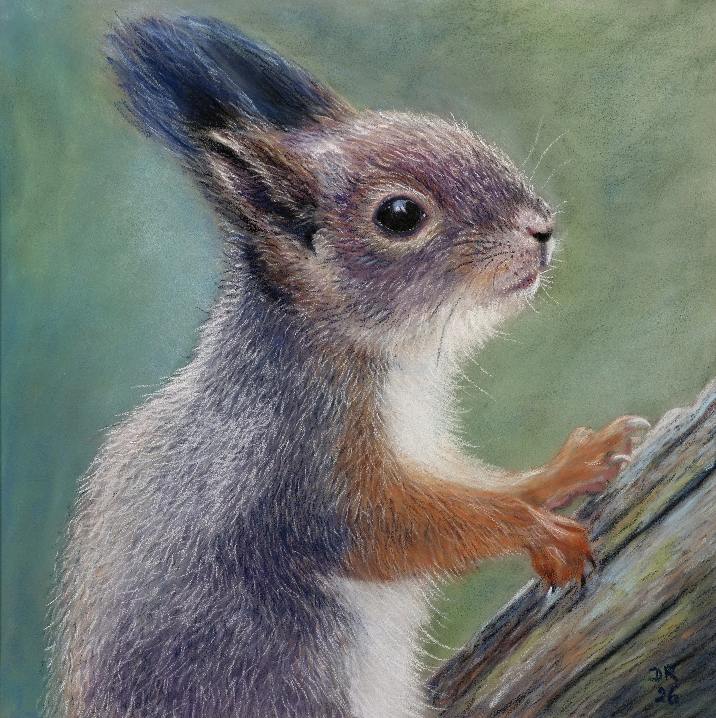 Tufted Ear Squirrel - 20 x 20 cm