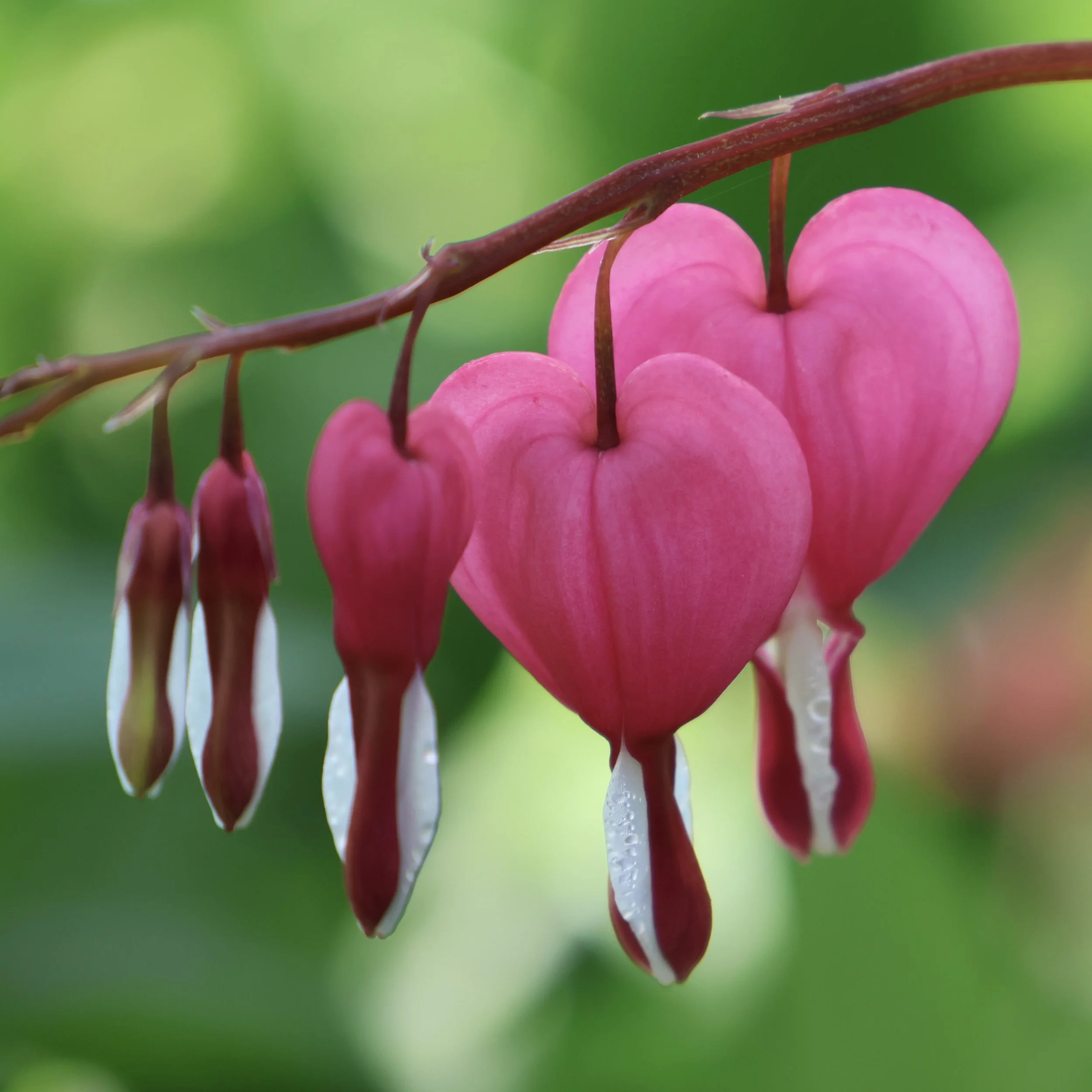 Pink Bleeding Heart Flowers 