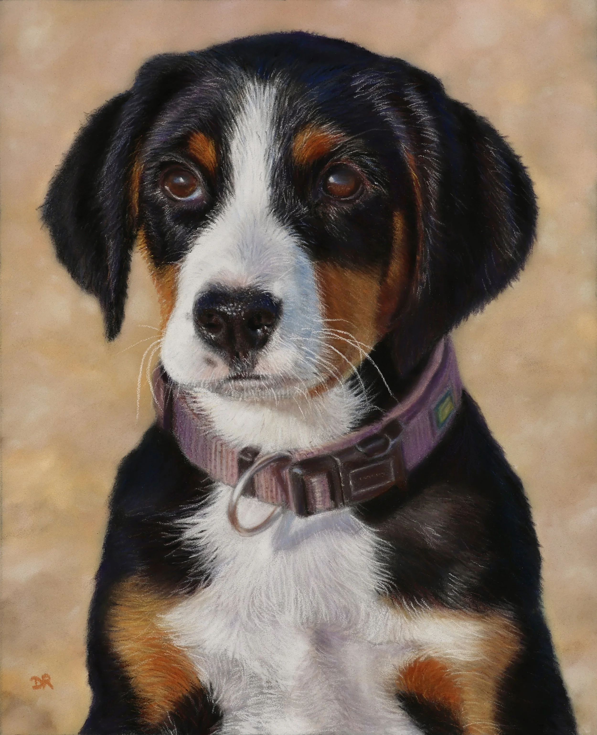 Sennenhund Puppy - 20 x 25 cm