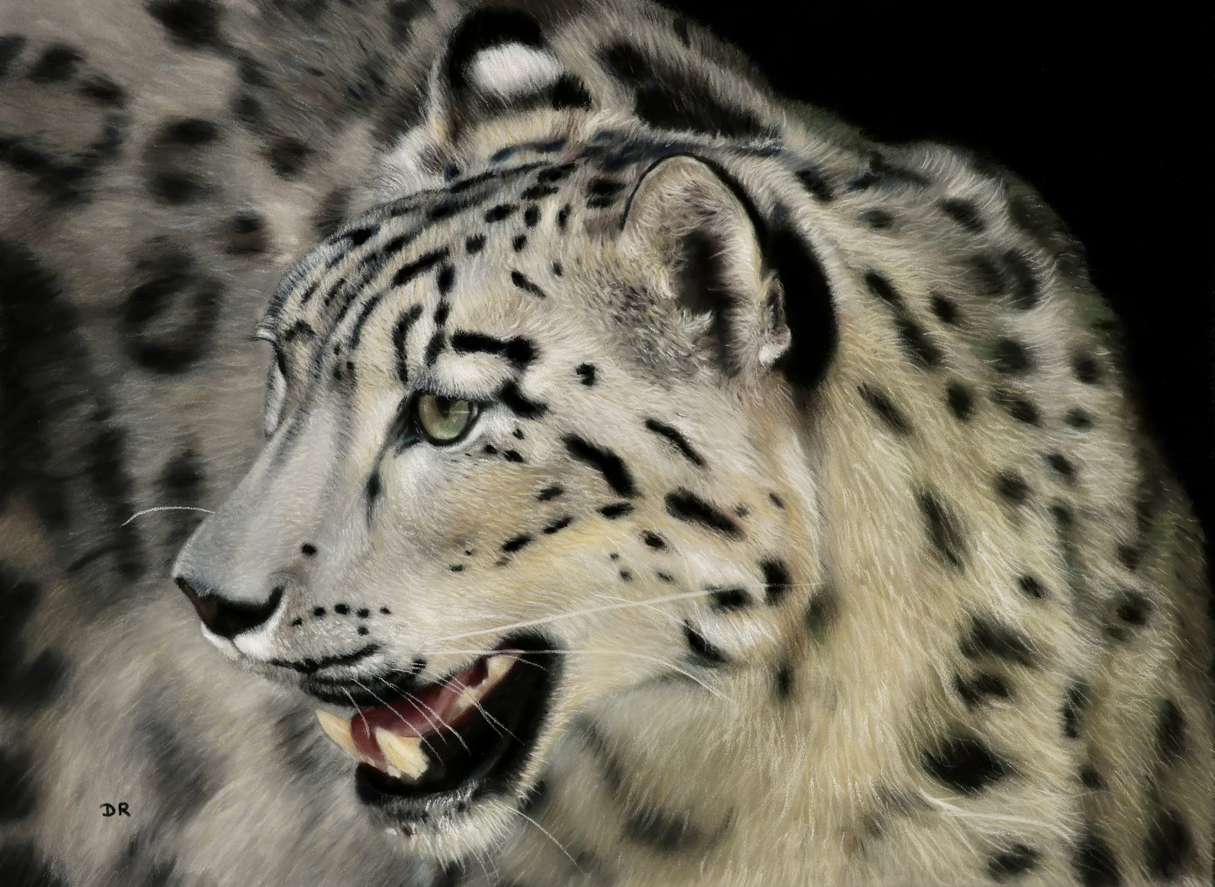 Snow Leopard I / St Martin - 39 x 29 cm