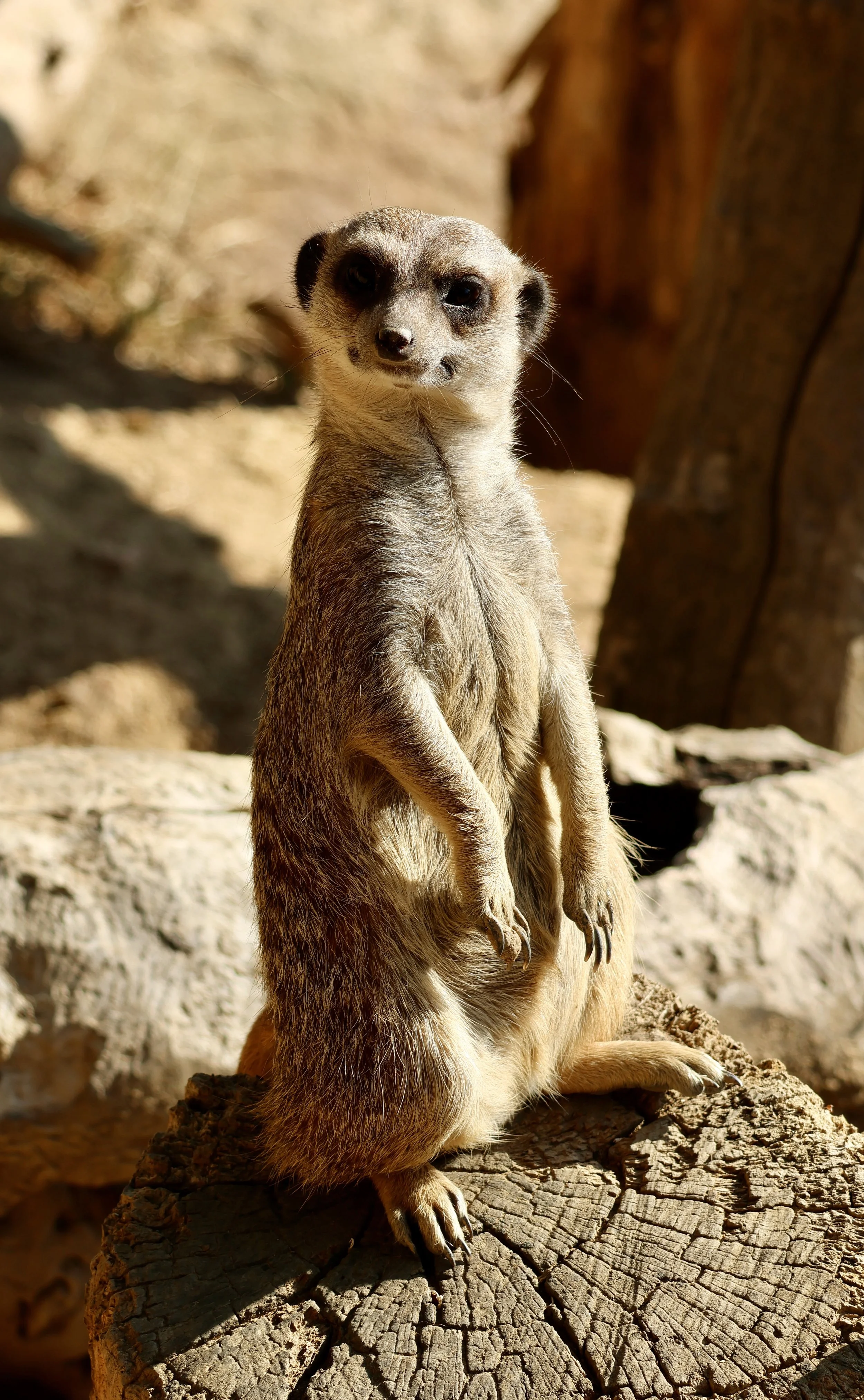 A curious and attentive meerkat standing upright on a sunlit tree stump, looking directly forward with a warm, open, and friendly expression.