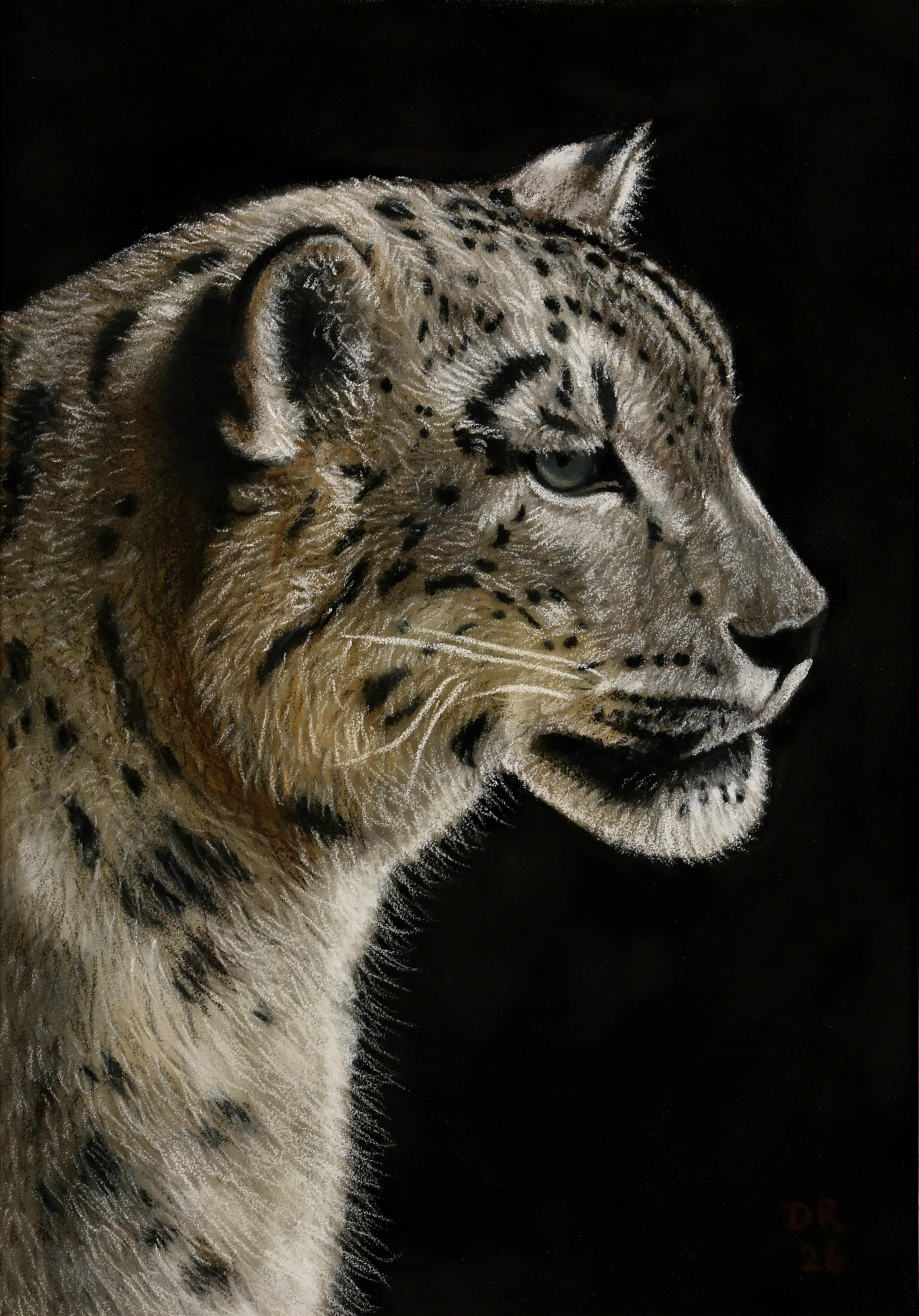 Snow Leopard Head Profile - 14 x 20 cm