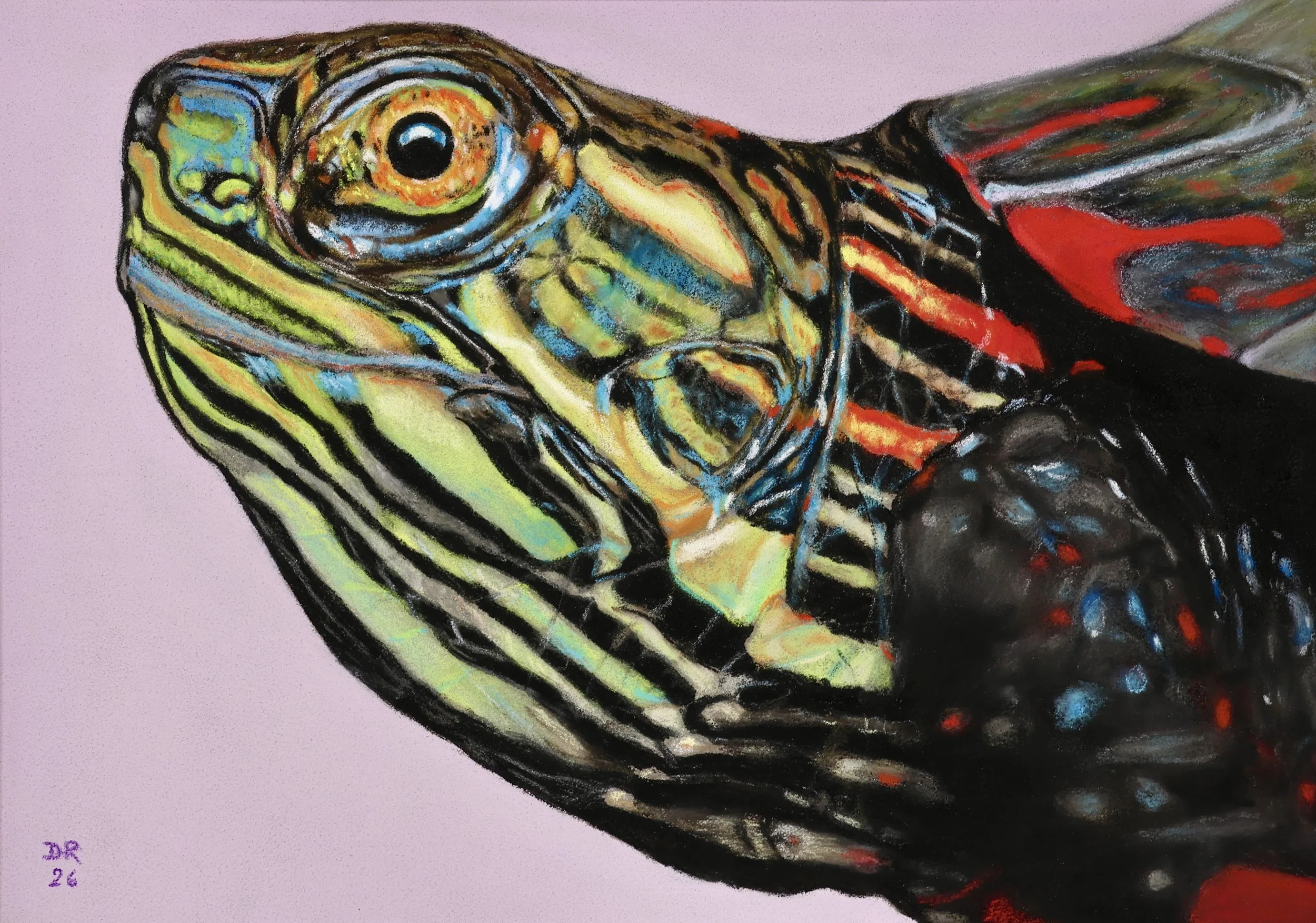 Painted Turtle - 20 x 14 cm