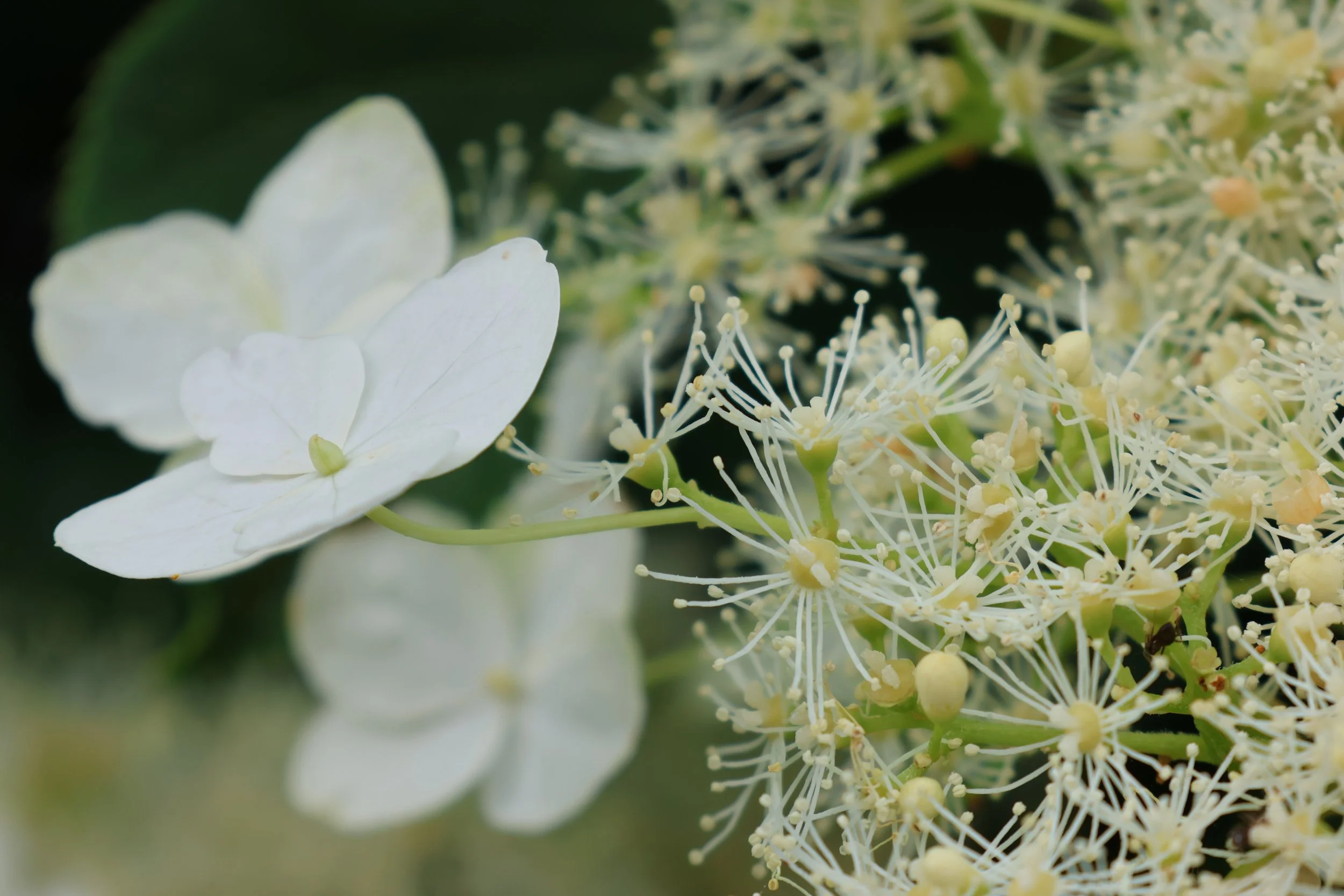 White Climbing Hydrangea Blossoms 