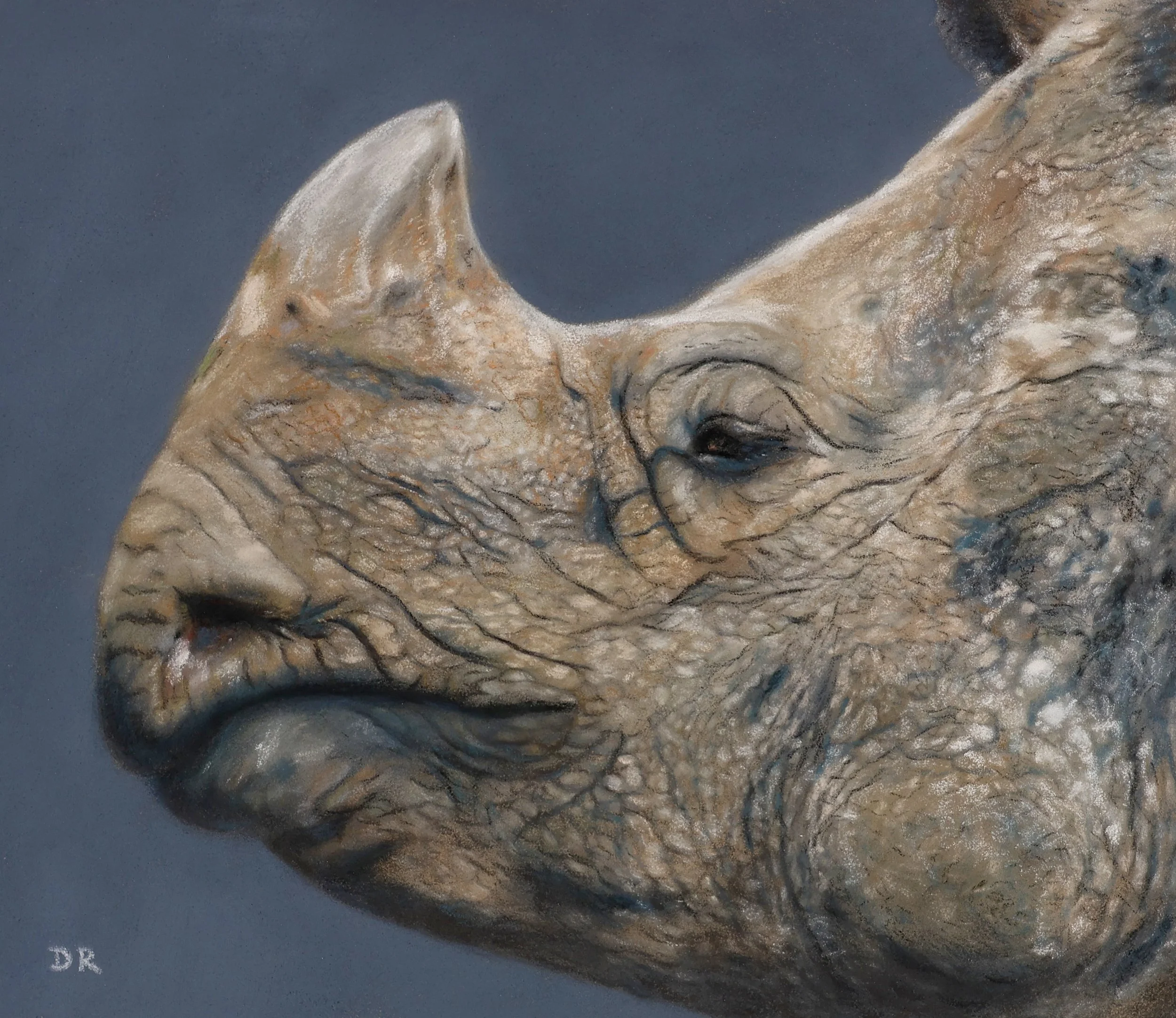 Indian Rhinoceros - 20 x 17 cm