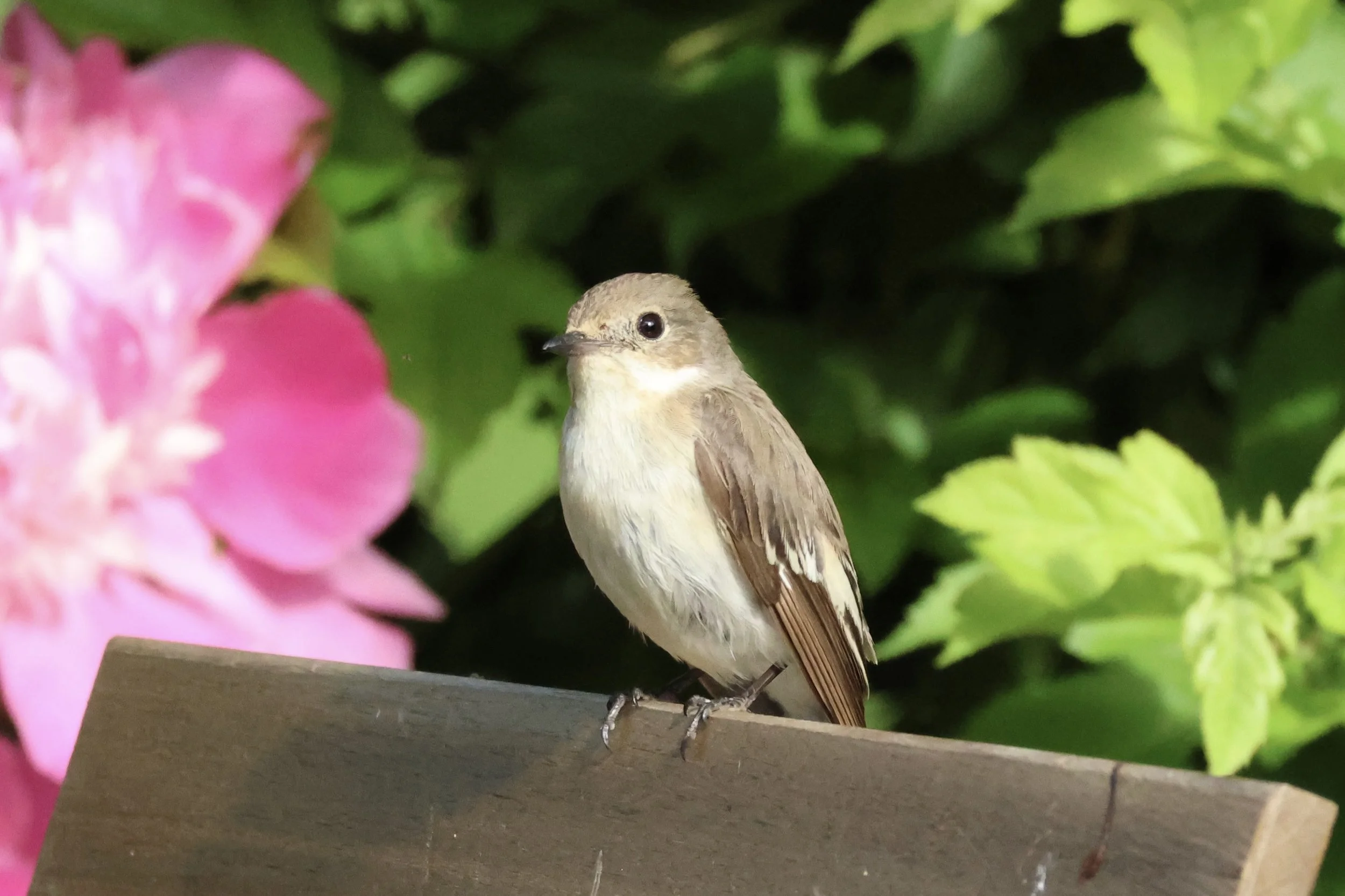 Female European Pied Flycatcher 