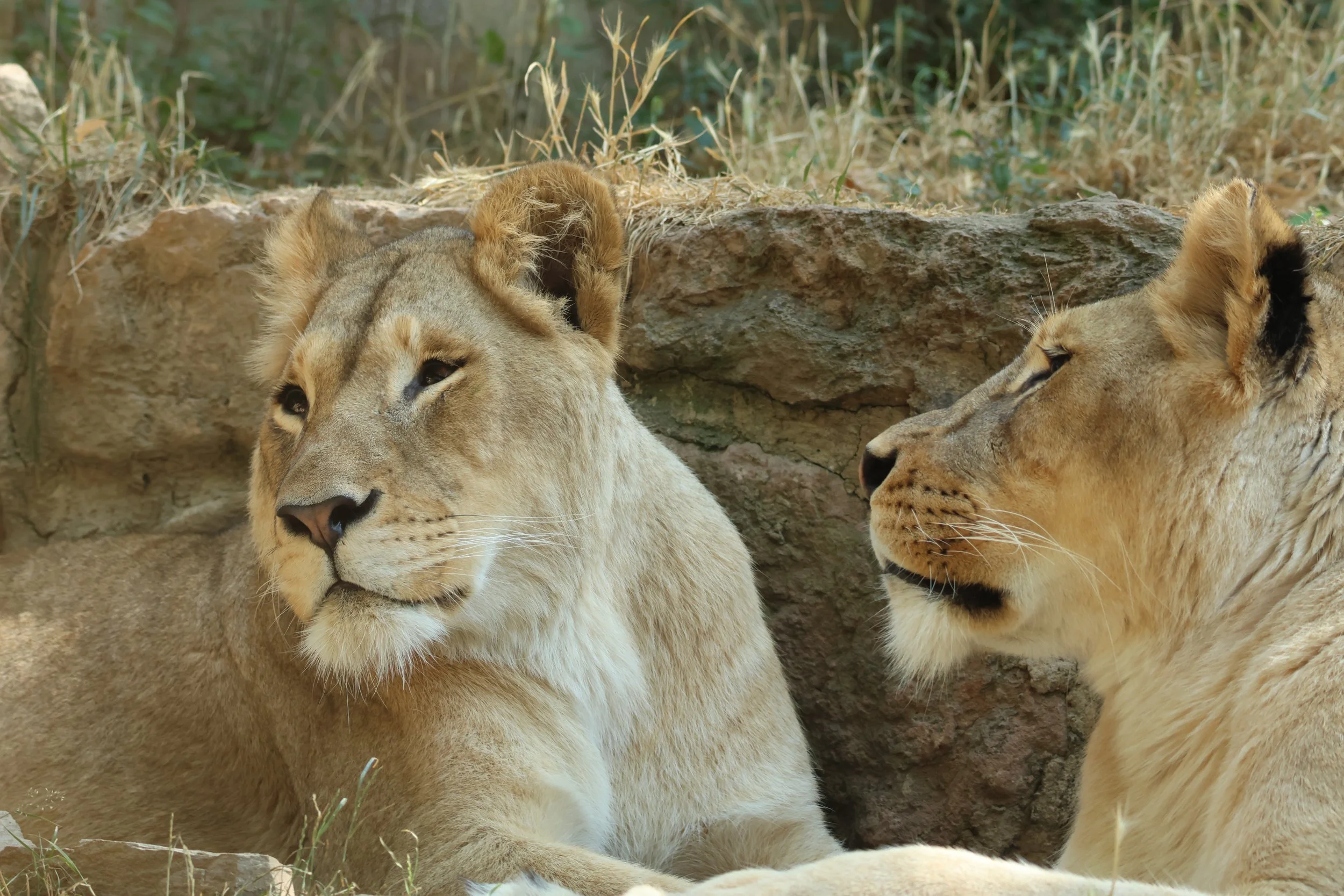 Nature photography showing two lionesses resting on the ground near a rock wall and dry grass, with one lion looking at the camera and the other looking to the side.