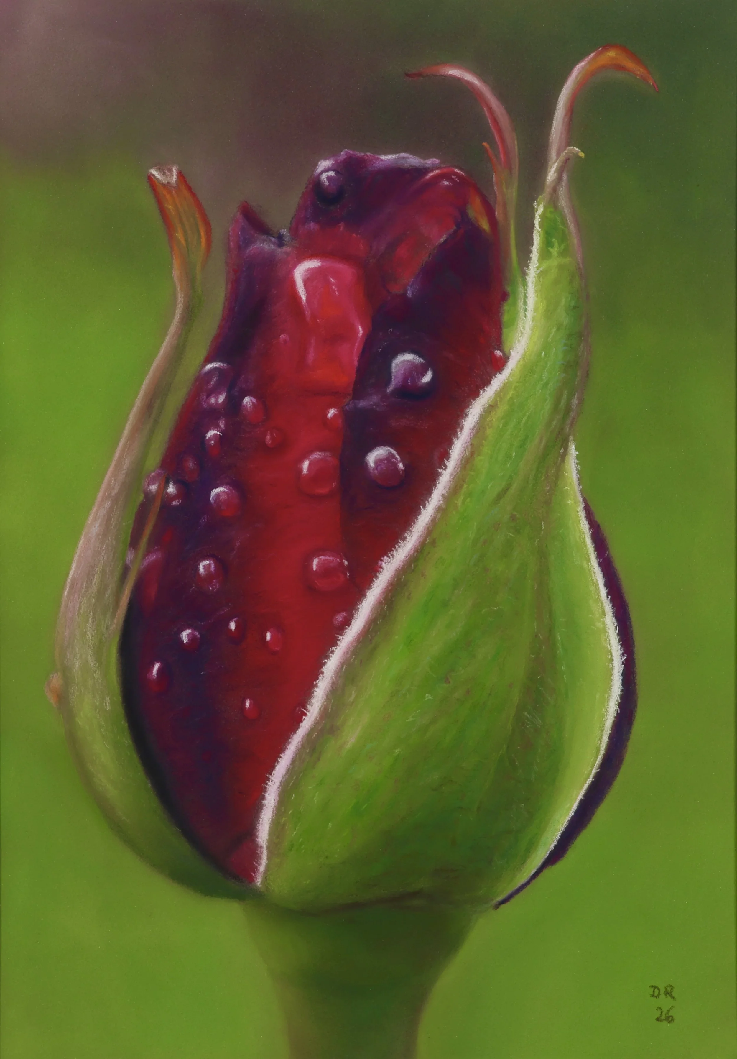 Rose Bud with Water Droplets - 19 x 27 cm