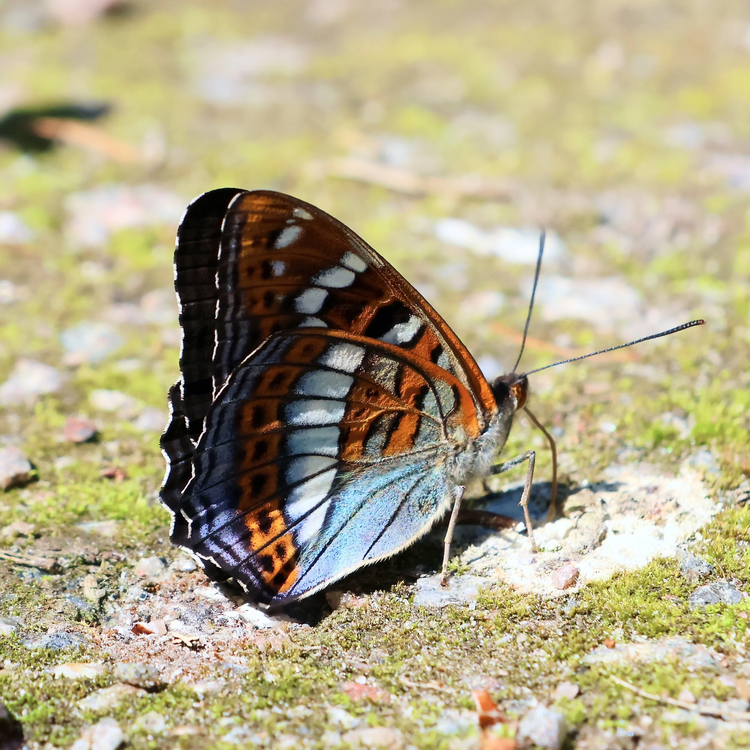 Poplar Admiral Butterfly Profile 