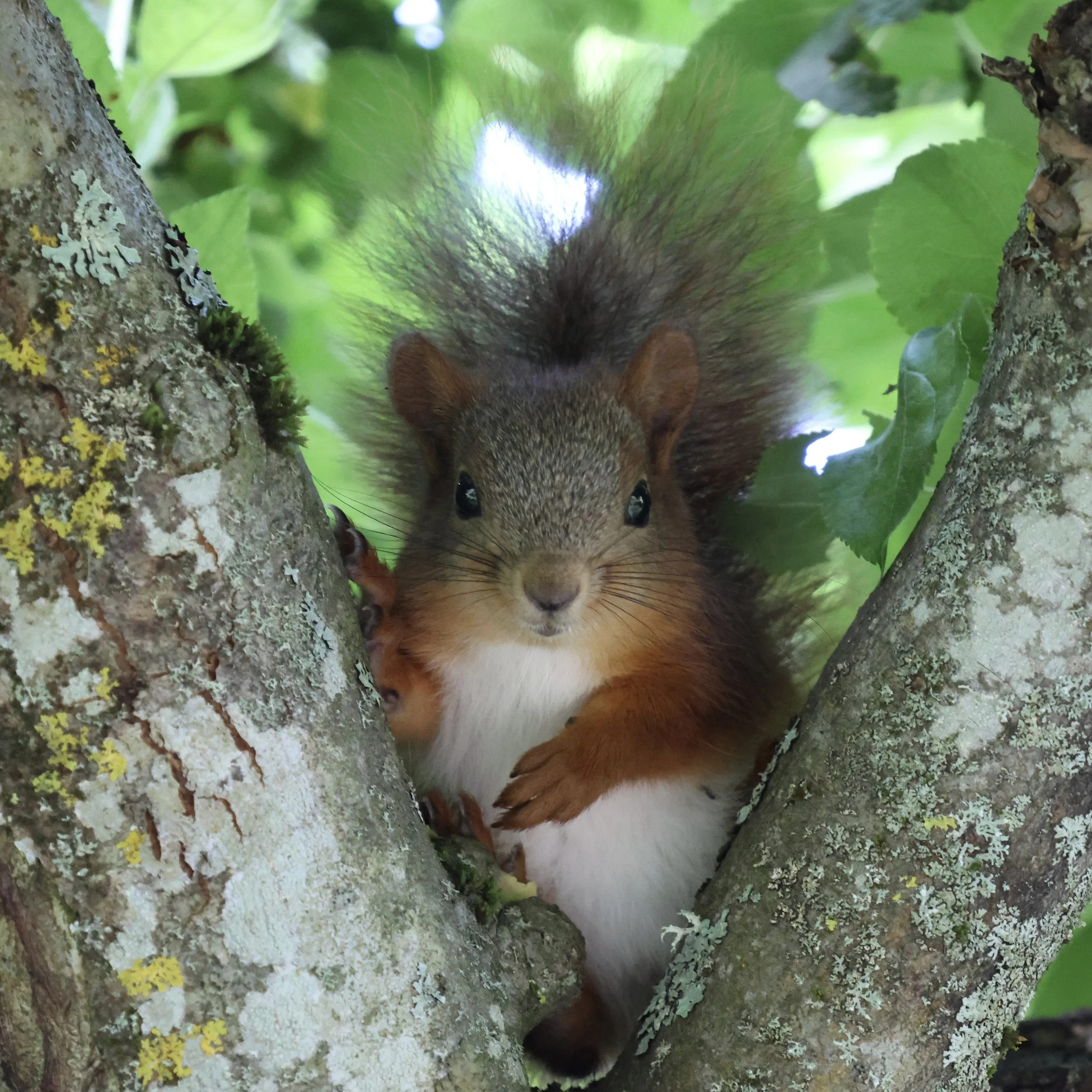 Frontal view of a fluffy red squirrel with white chest fur peeking out from between mossy tree branches.