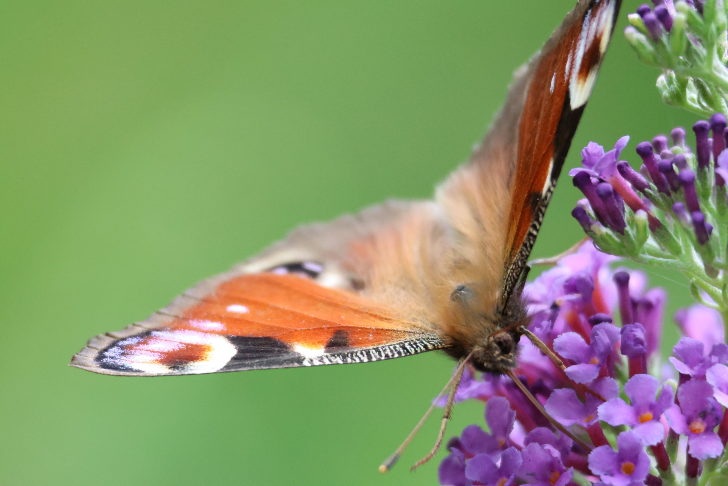 Close-up photograph of a Peacock Butterfly perched on purple flowers highlighting botanical details, with a green blurred background