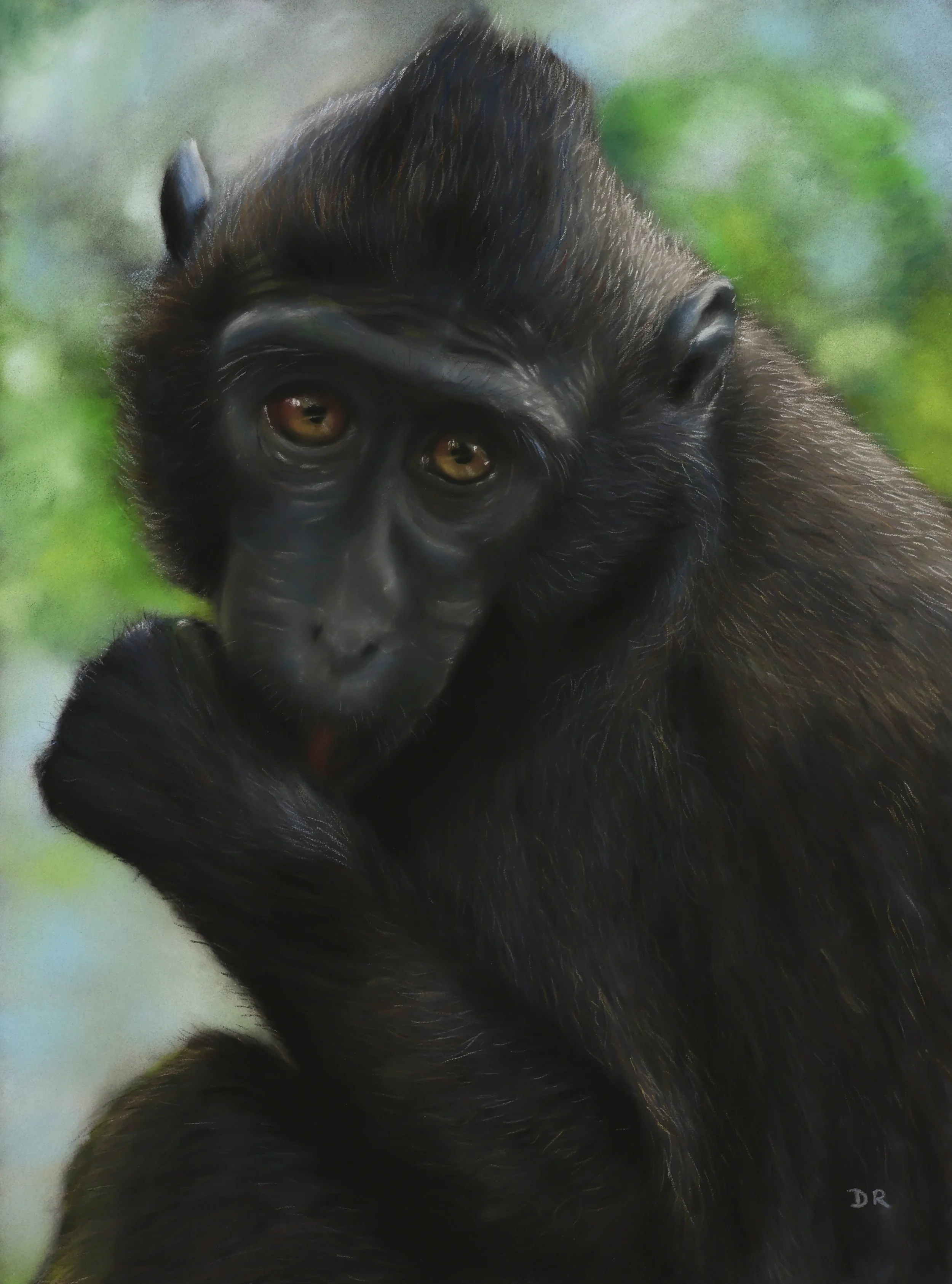 Celebes Crested Macaque / Mulhouse - 30 x 40 cm