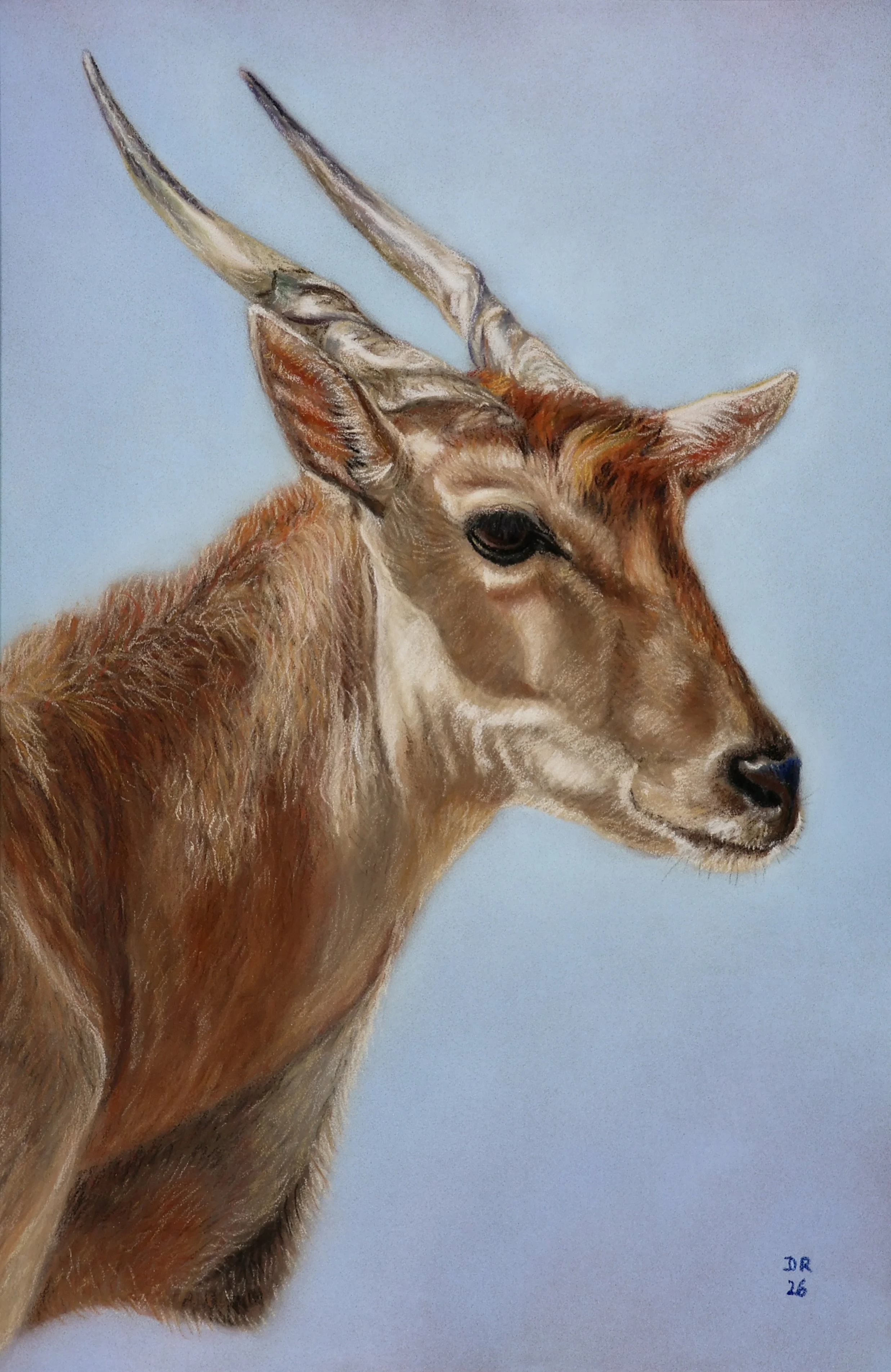 Eland - 19 x 30 cm