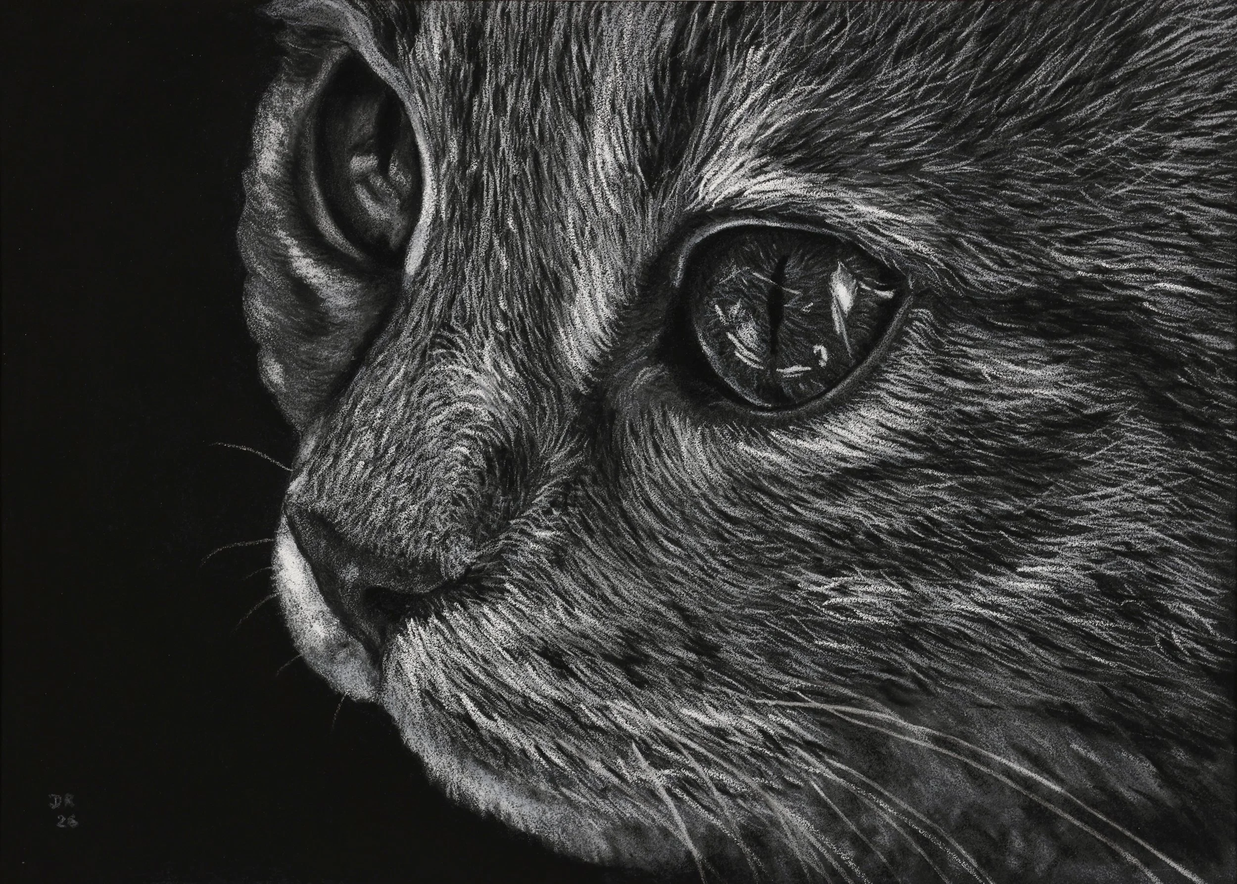 Black and White Cat with Reflective Eyes - 28 x 20 cm