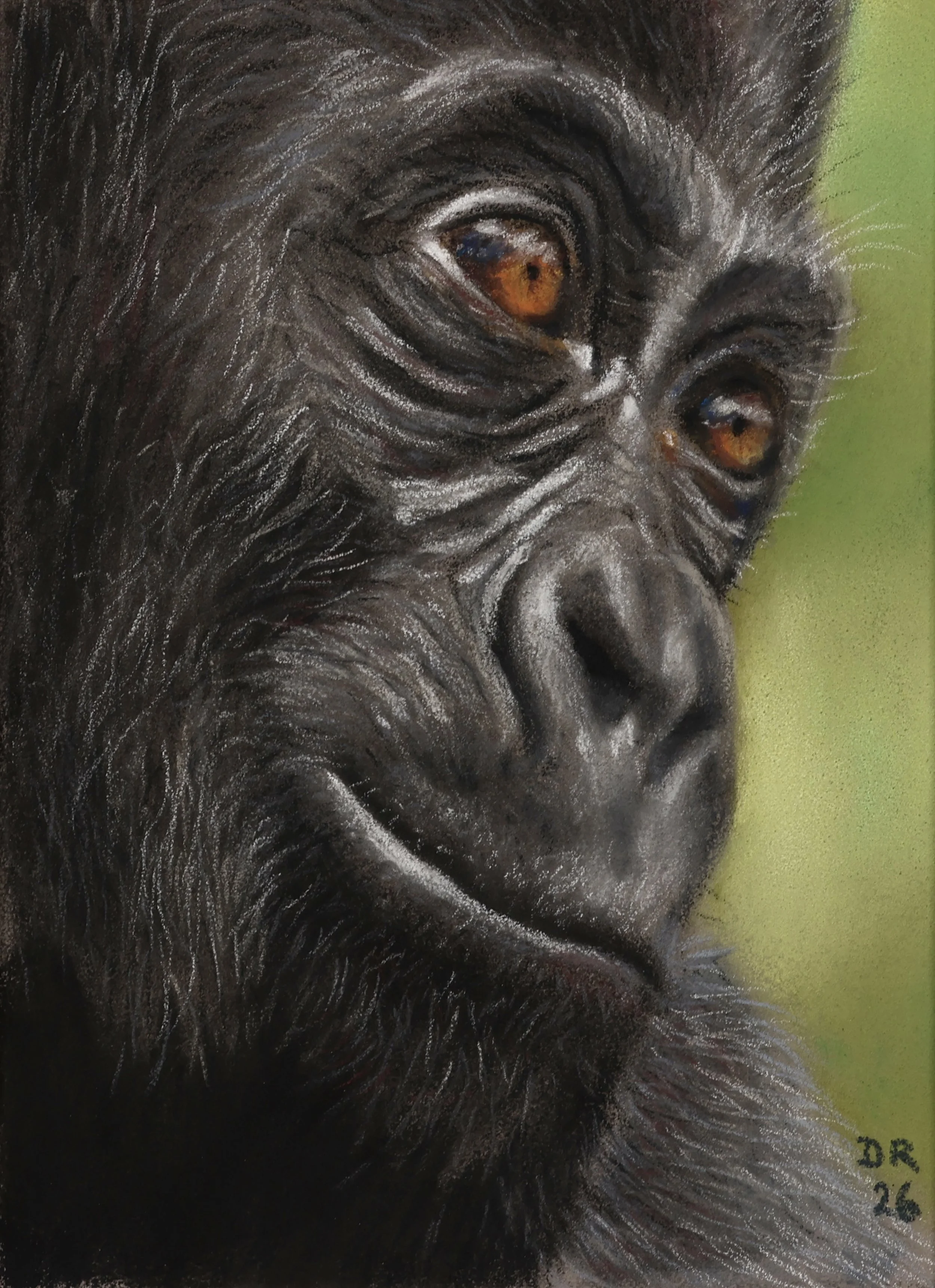Expressive pastel portrait of a young baby gorilla with warm amber eyes gazing forward on a bright green background