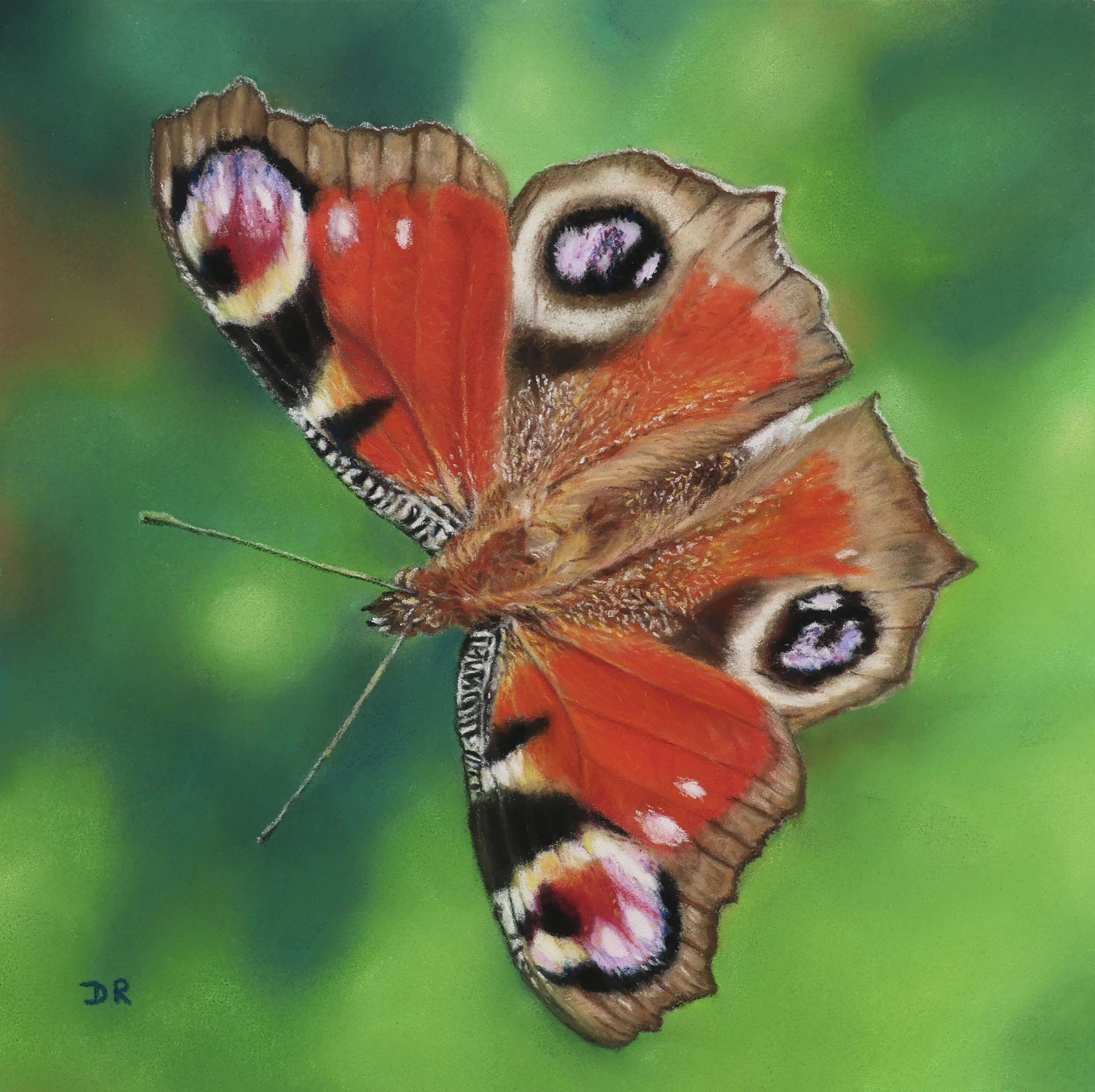 Peacock Butterfly / Le Mareynat - 18 x 18 cm
