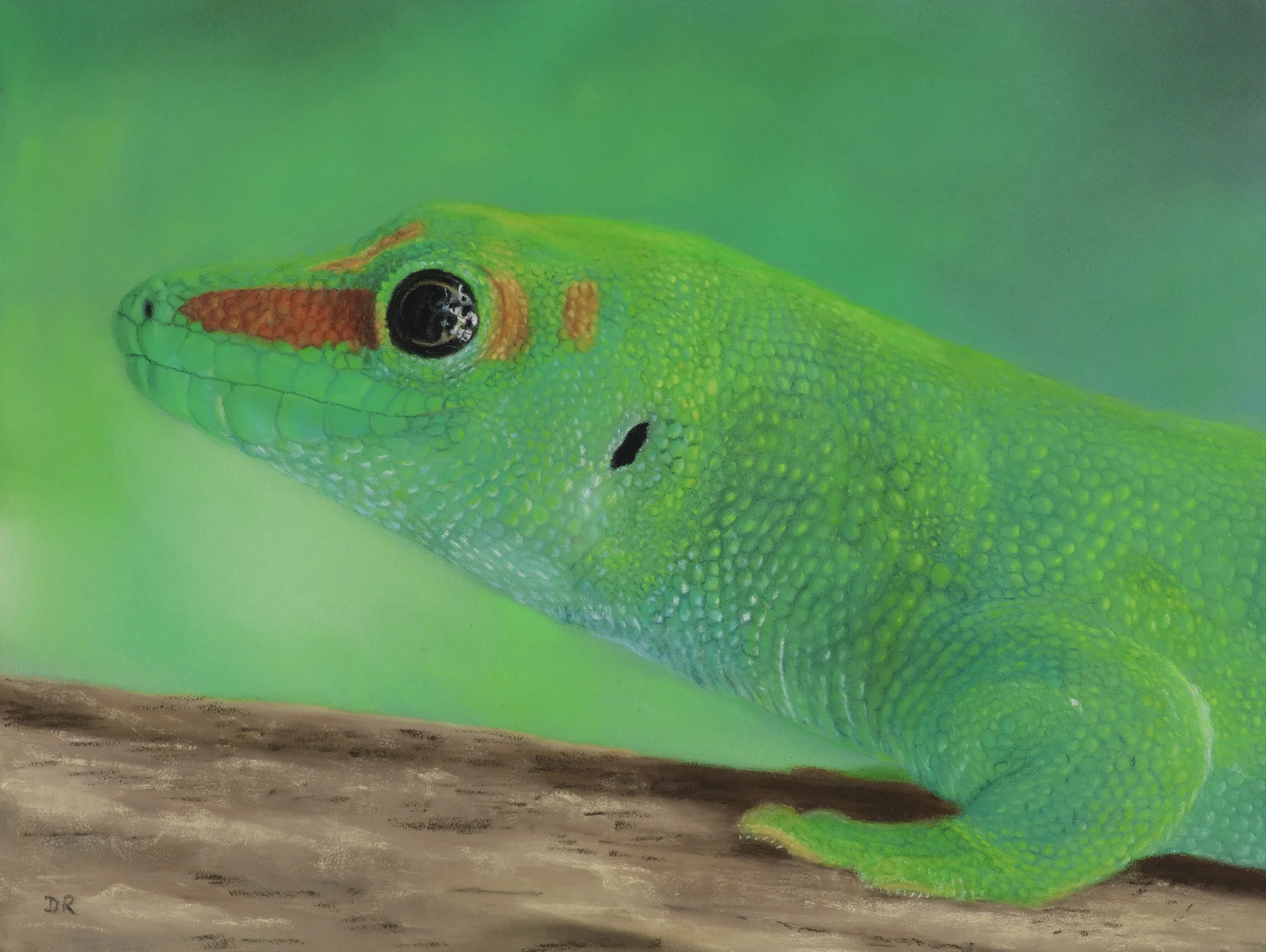 Gecko - 26 x 20 cm