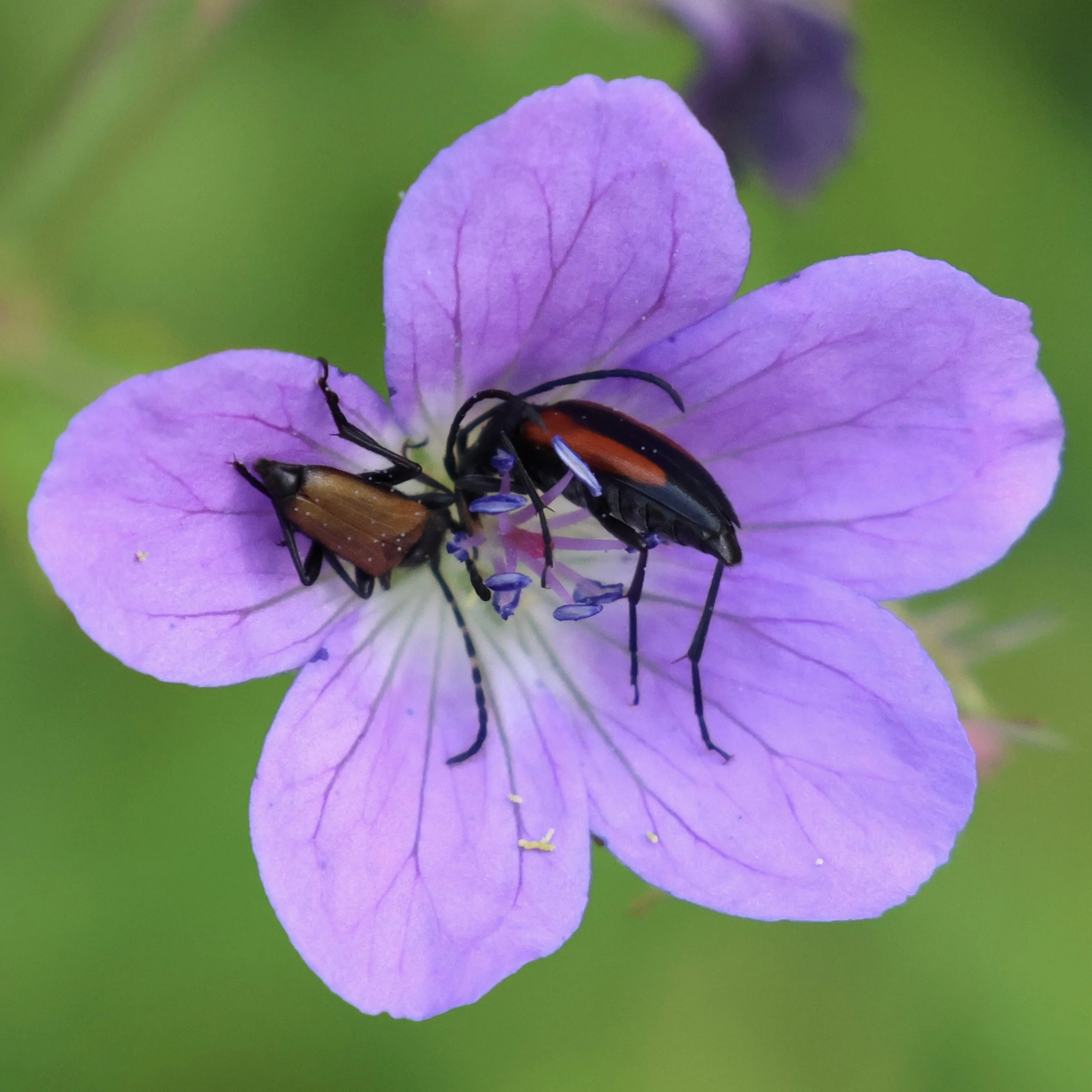 Longhorn Beetles Pollinating Wild Purple Flower 