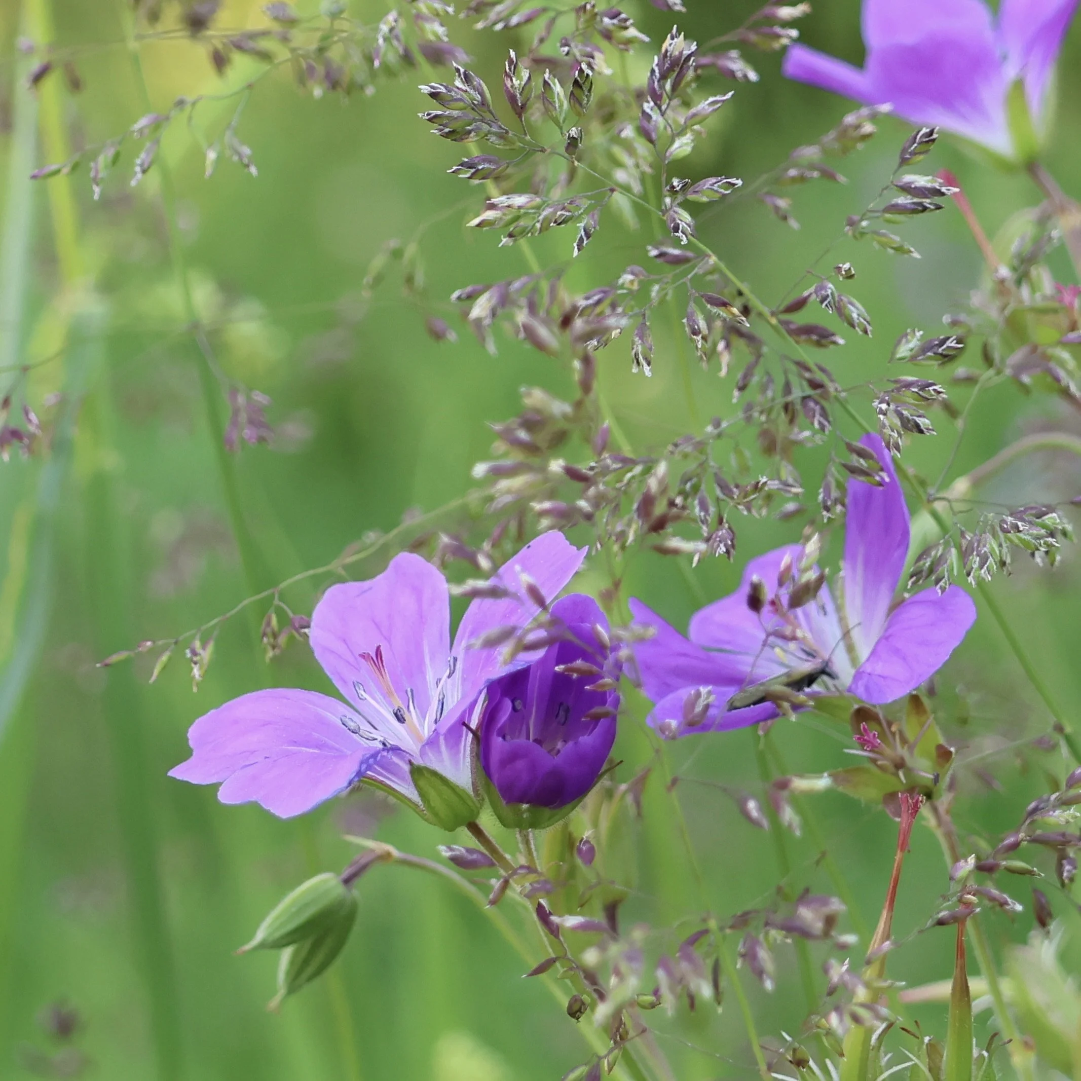 Wild Geranium in Meadow