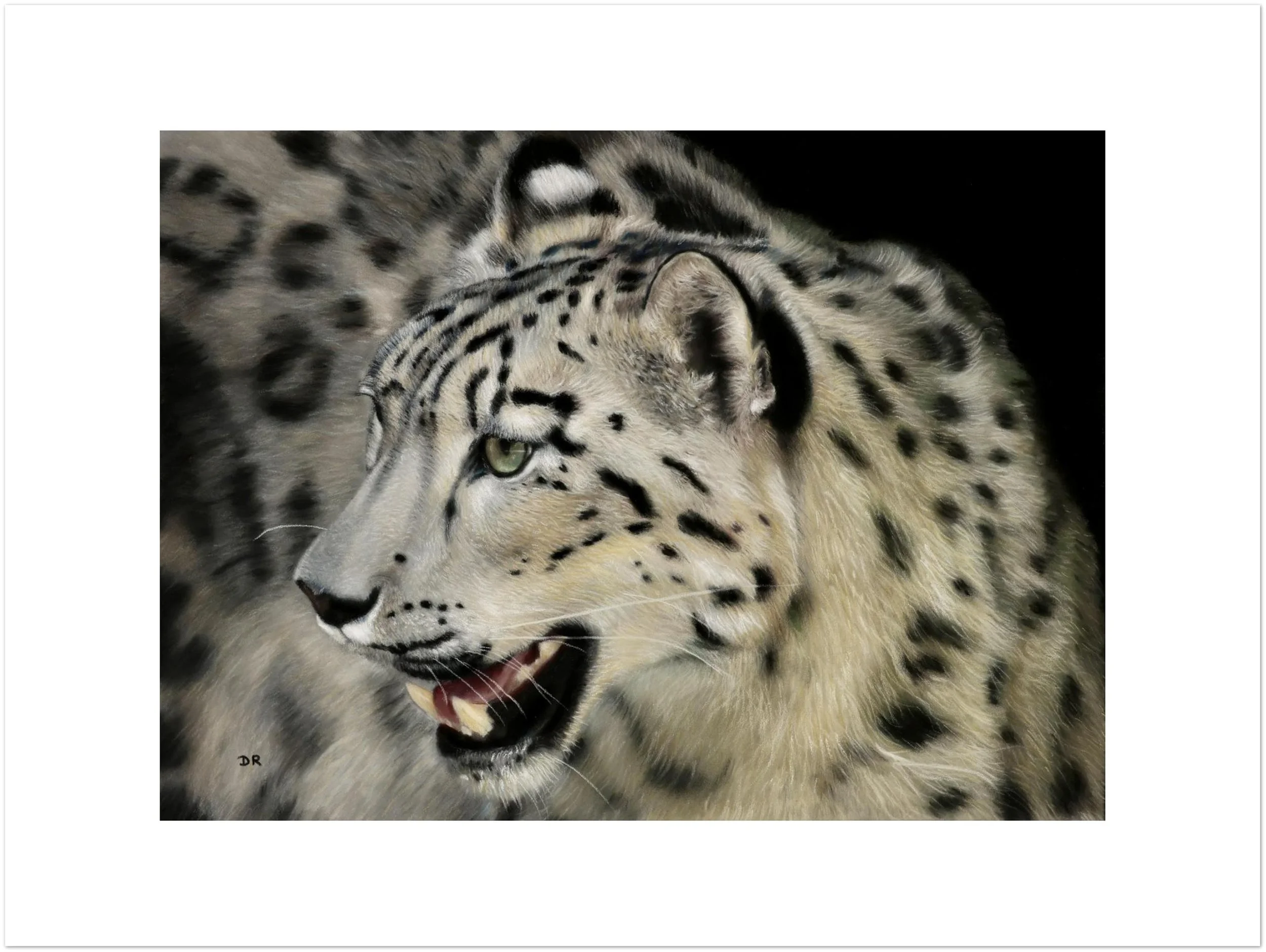 Snow Leopard I / St Martin - Fine Art Poster