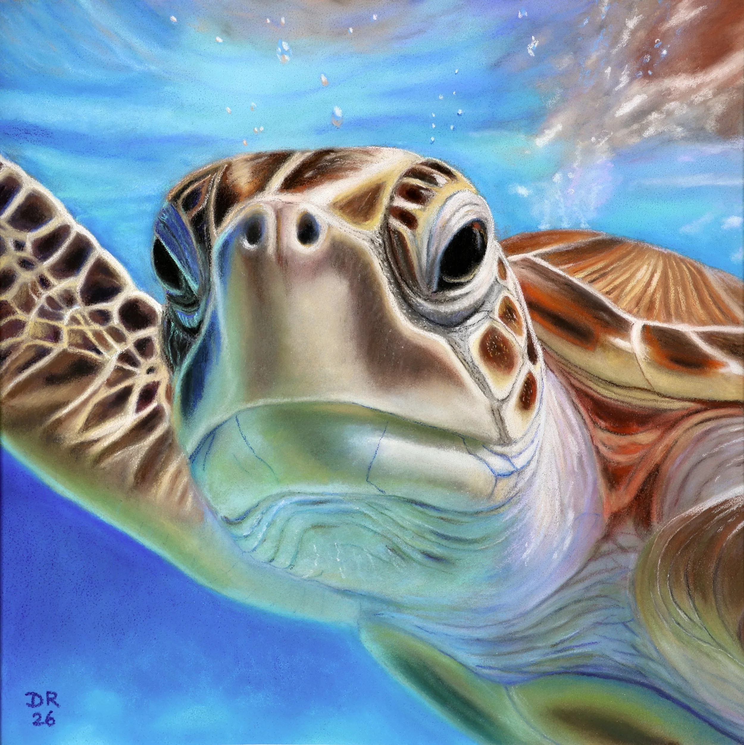 Sea Turtle Underwater - 20 x 20 cm