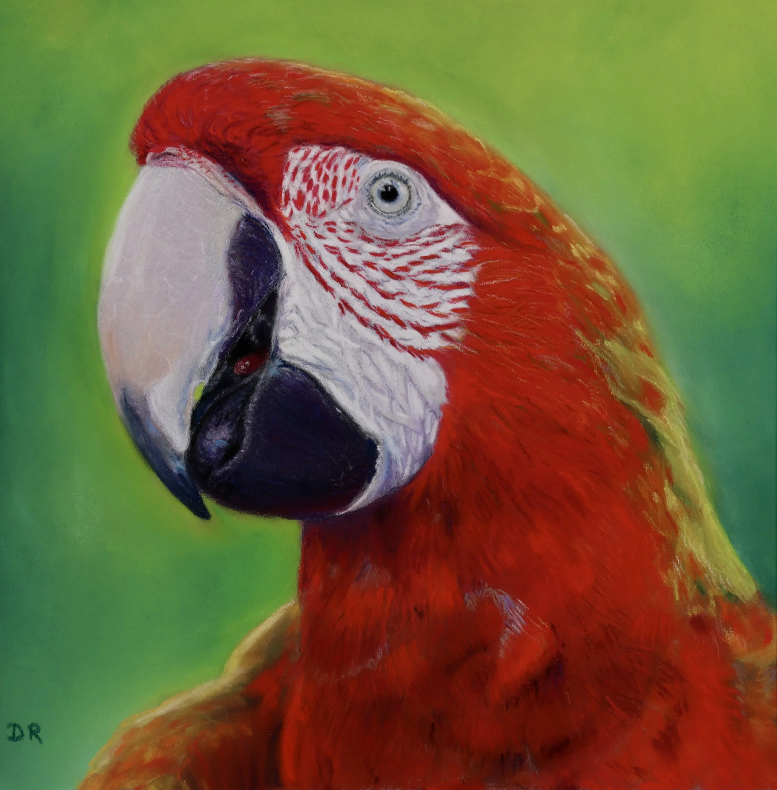 Red Macaw - 20 x 20 cm