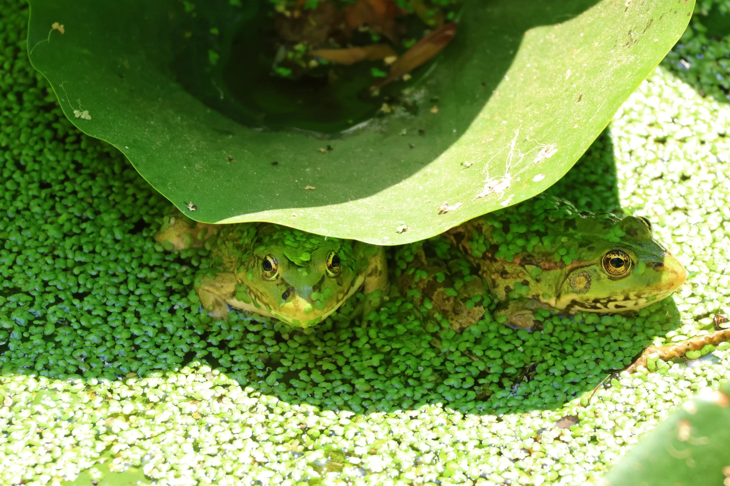 Close-up photo of two green frogs hiding in the shadow of a large lily pad in duckweed