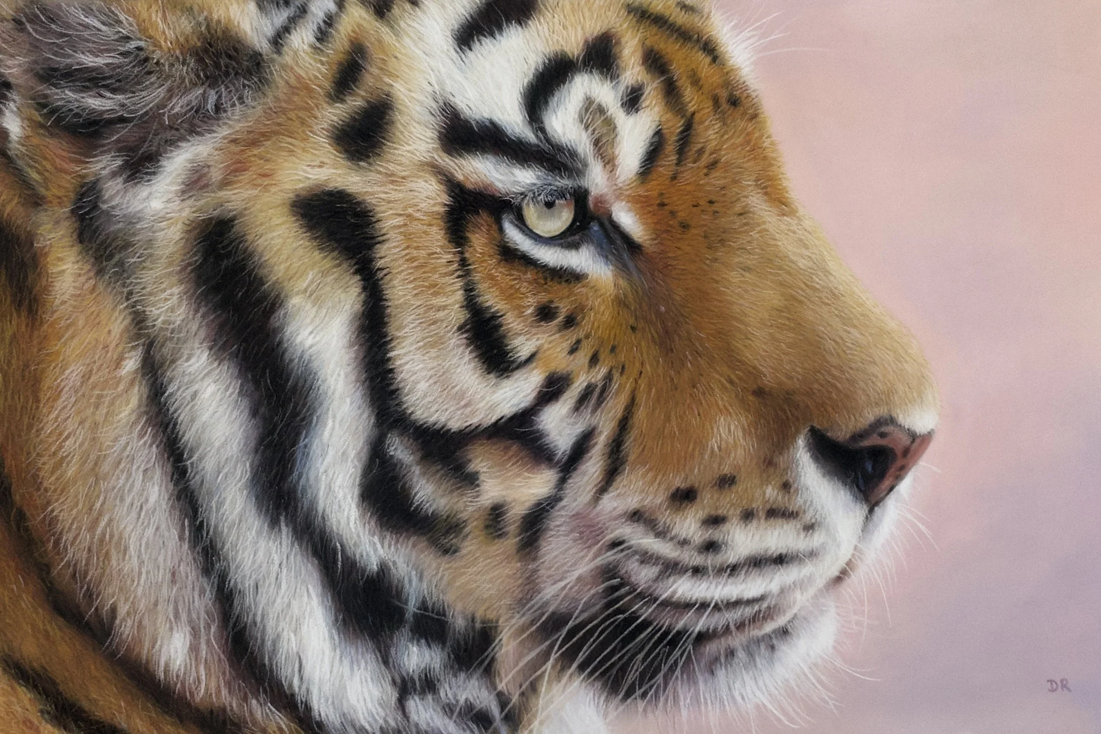 •	Realistic pastel portrait side profile of a tiger's face with sharp yellow eyes and striking black and orange fur details