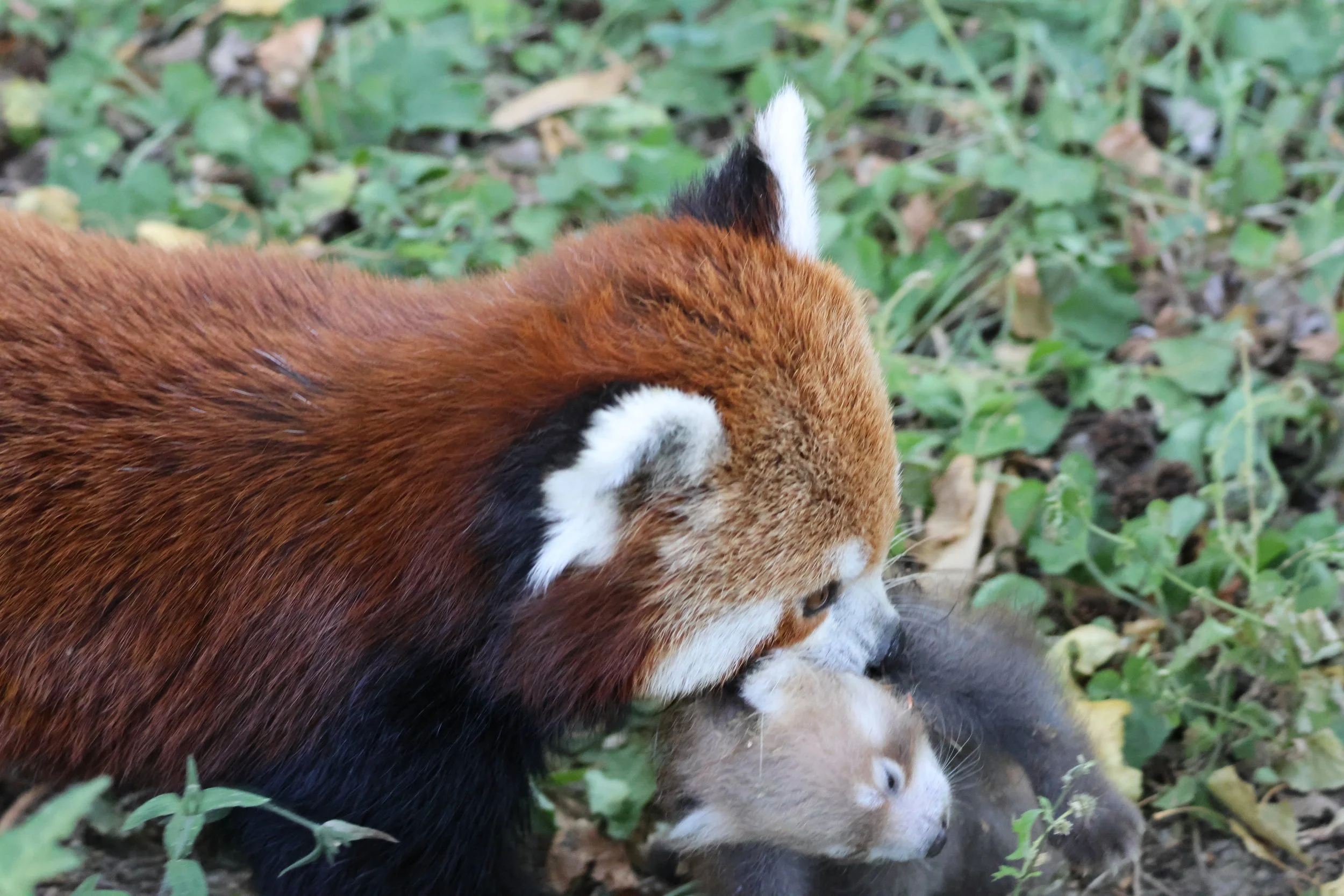 Wildlife photograph capturing a red panda mother gently carrying her cub