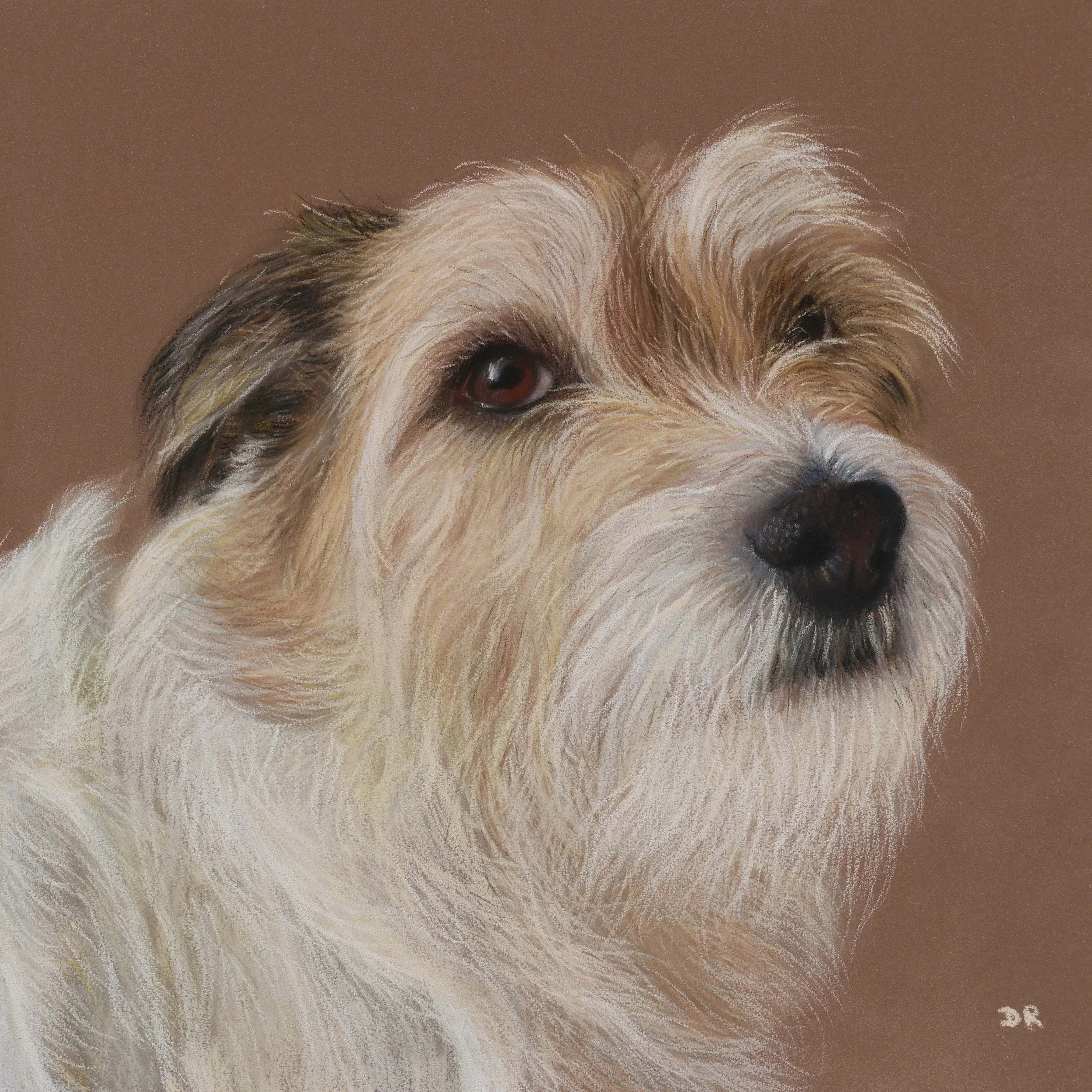 Wire-Haired Jack-Russell Terrier - 20 x 20 cm