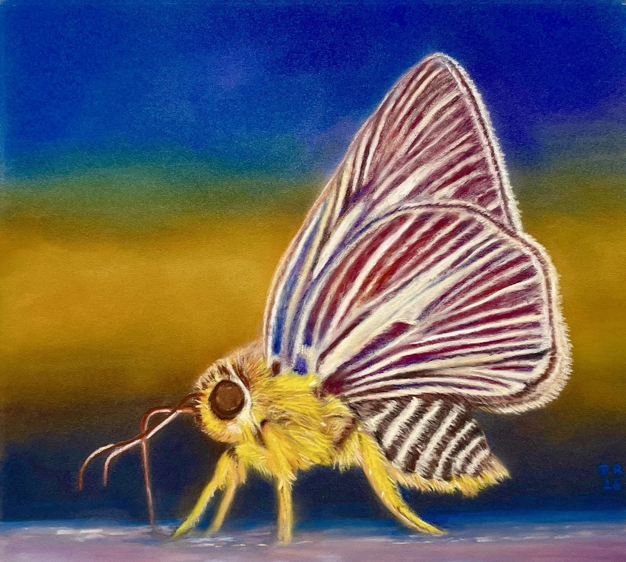 Pale Green Awlet (Skipper Butterfly) - 20 x 18 cm