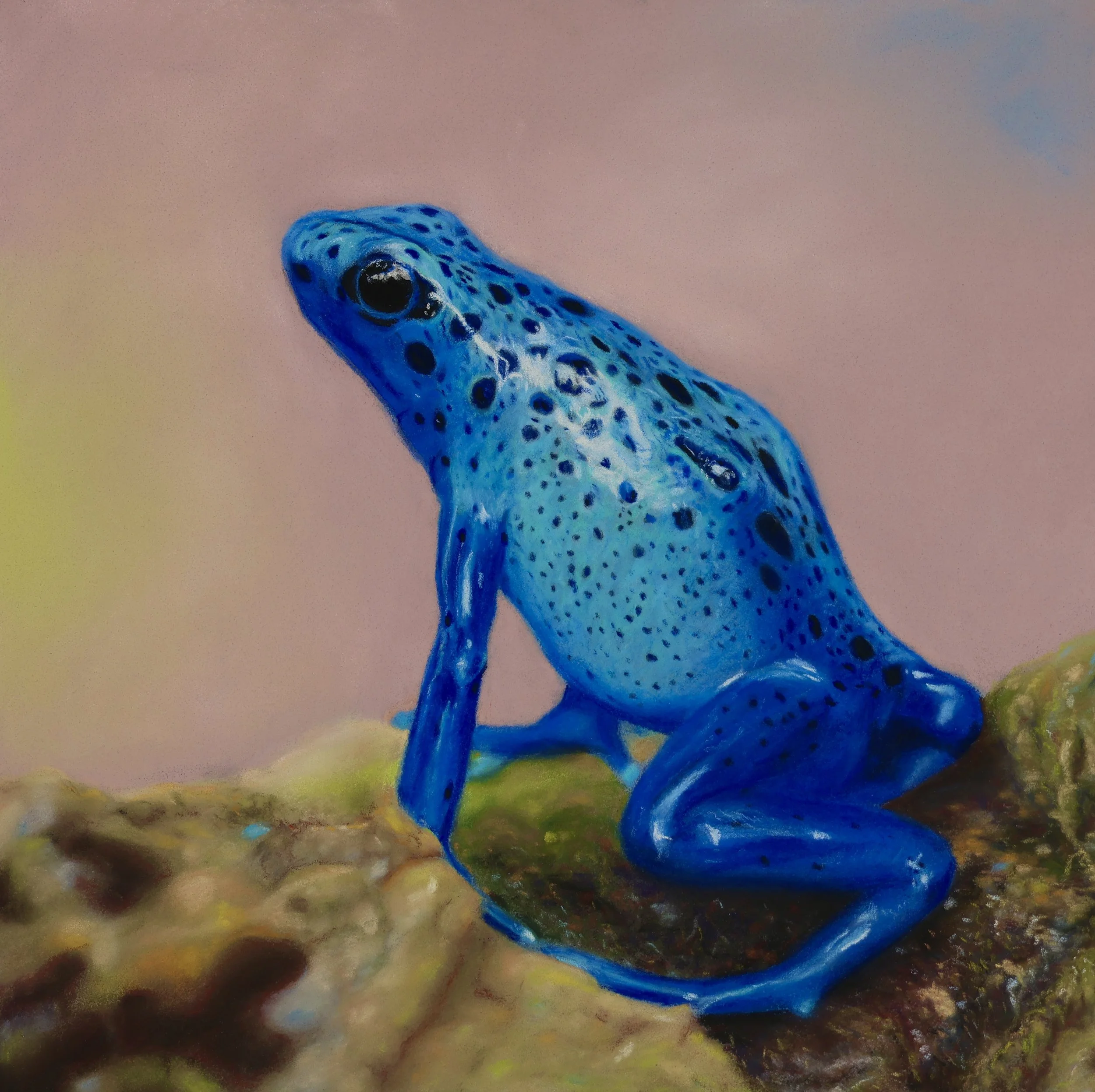 Vibrant blue poison dart frog pastel drawing featuring detailed black spots, resting on a mossy branch against a soft pink background.