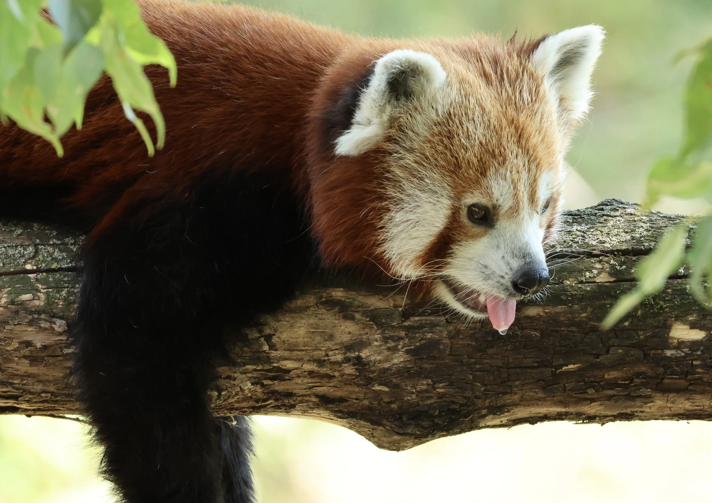 Red Panda Resting on Tree Branch 