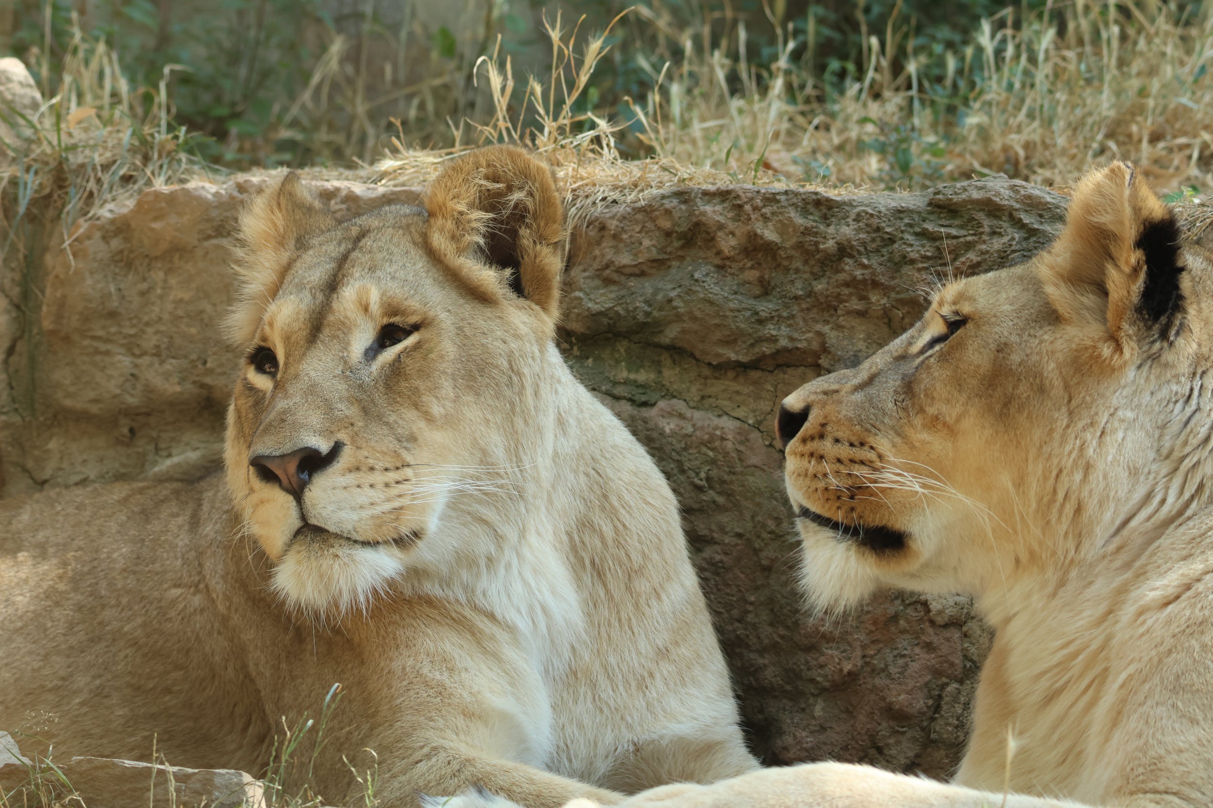 Two Lionesses Resting 