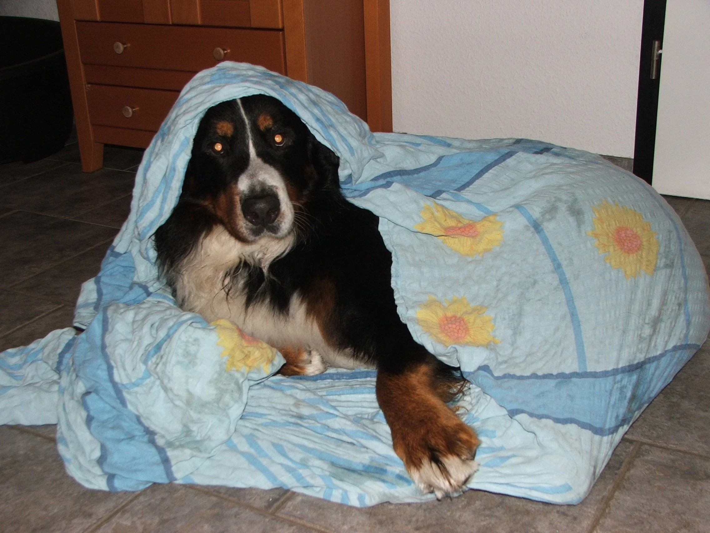 Ihm wurde im ersten Leben beigebracht in einen Bettbezug zum trocknen zu krabbeln wenn er nass geworden war :-)