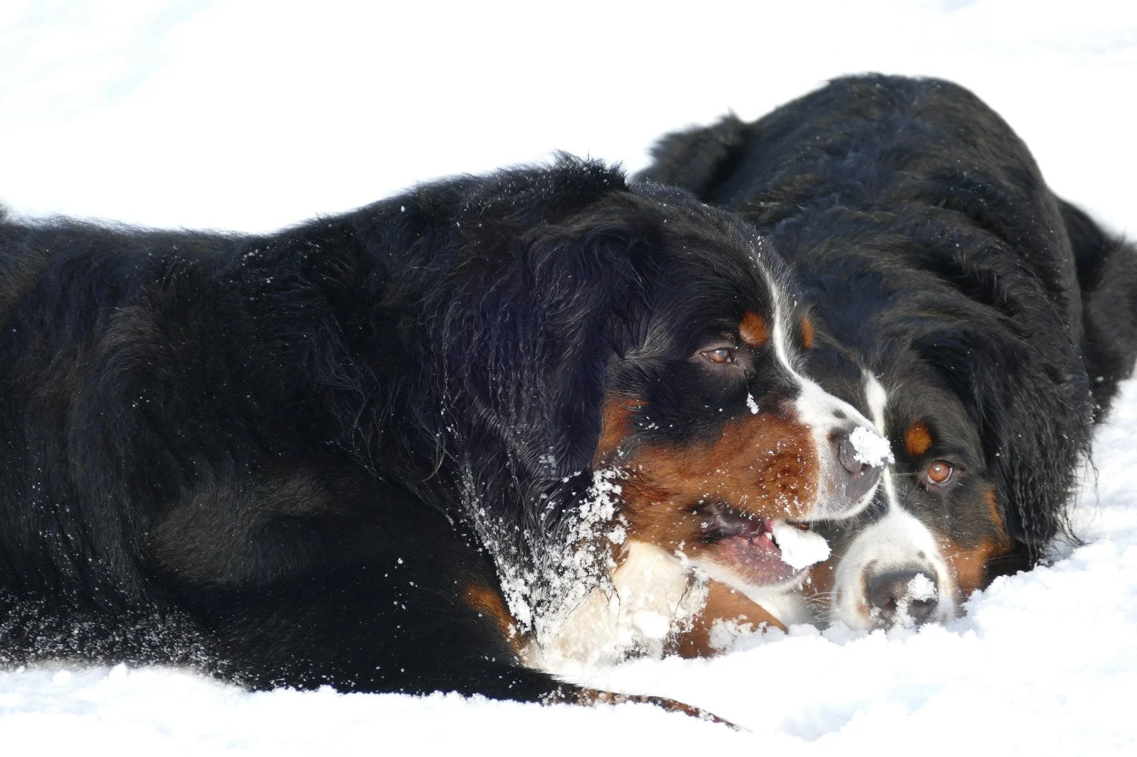 Feivel und Cleo