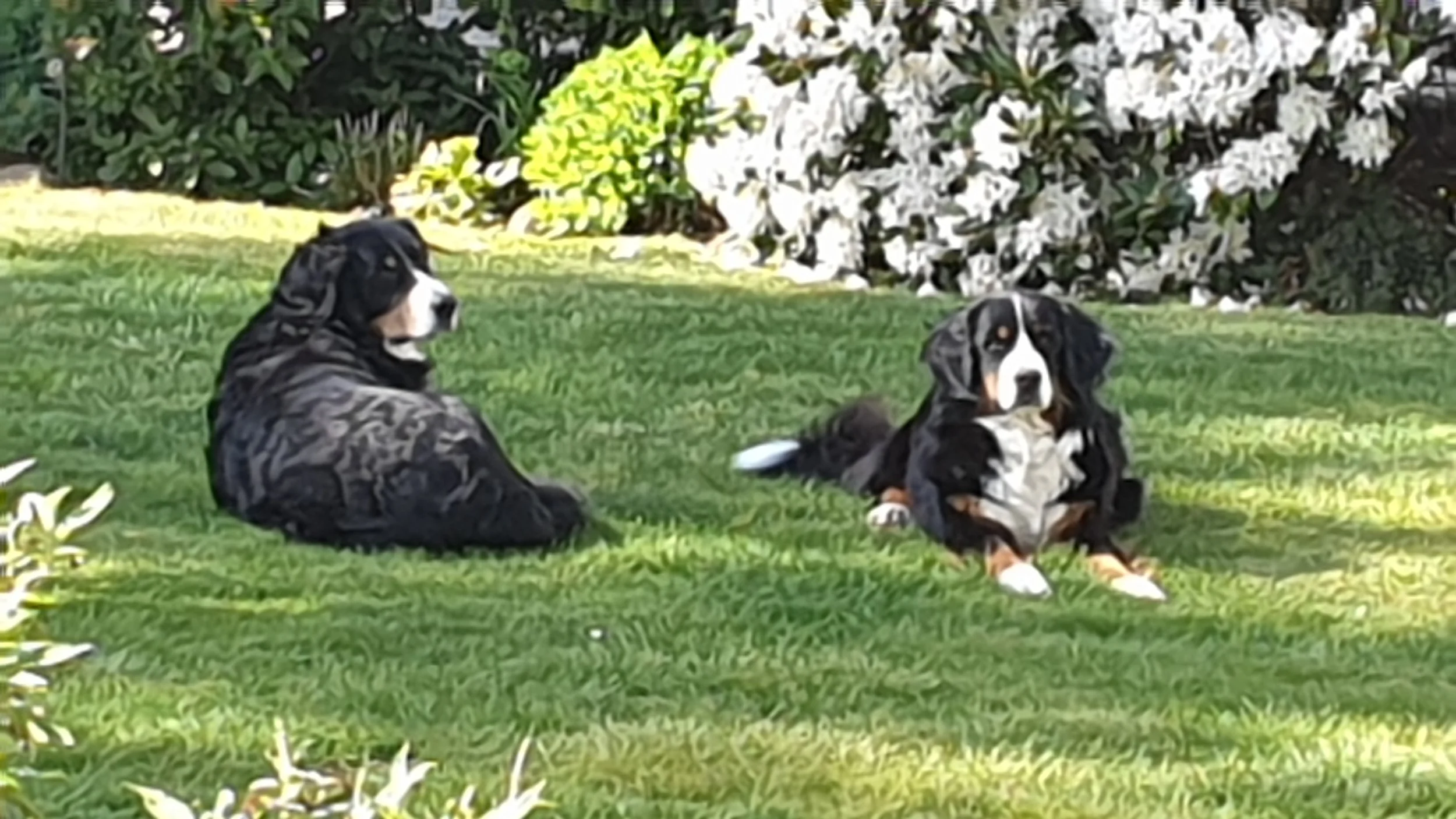Raya und Mila (Mai 2020)