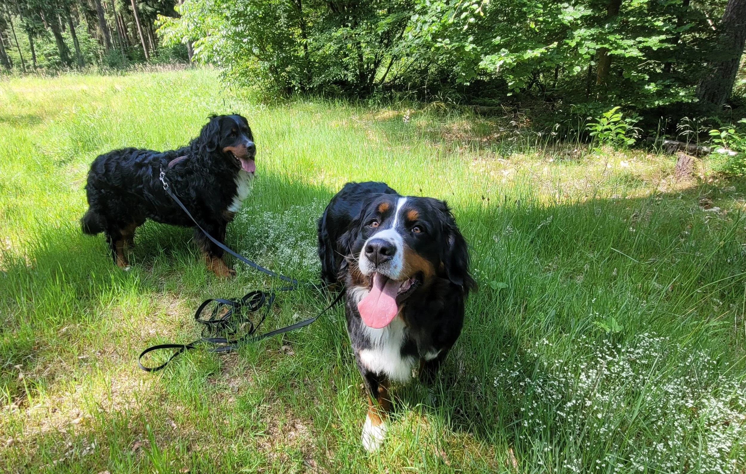 Mit Alani und Cleo wieder unterwegs (Juni 2025)