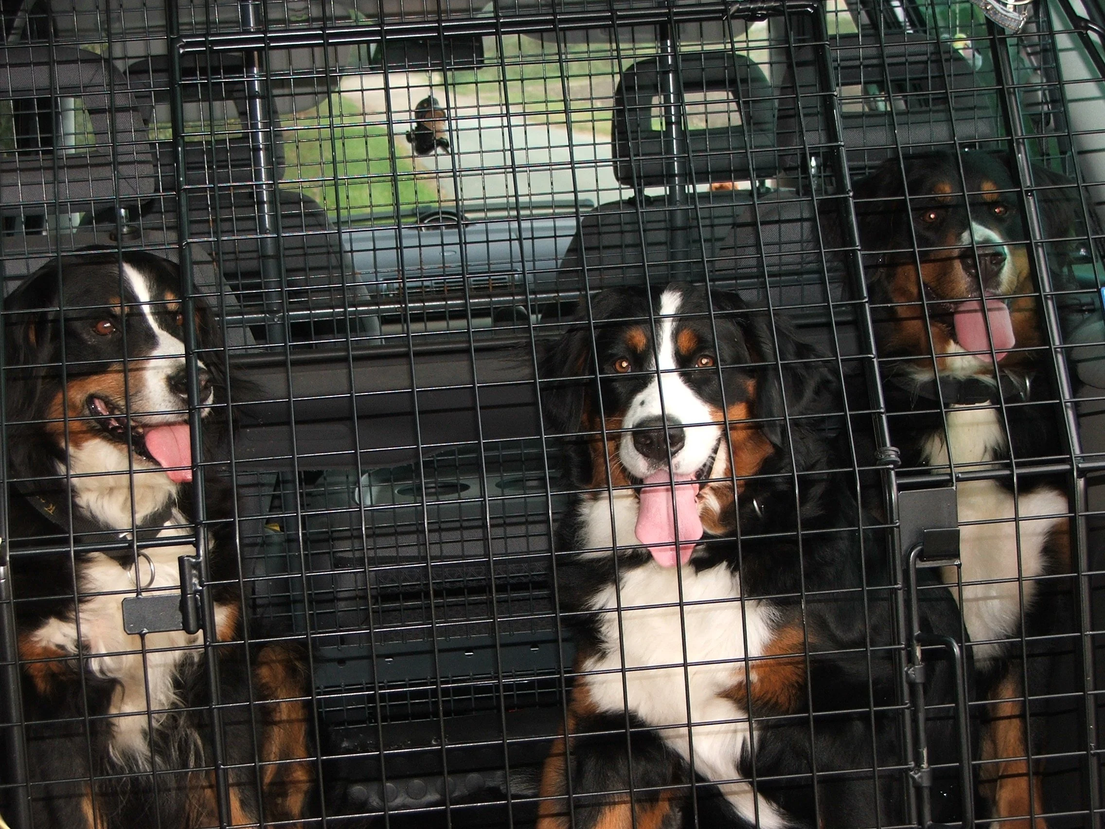 Hundeknast oder schöner ausgedrückt Mädelsexpress :-) (10/2008)