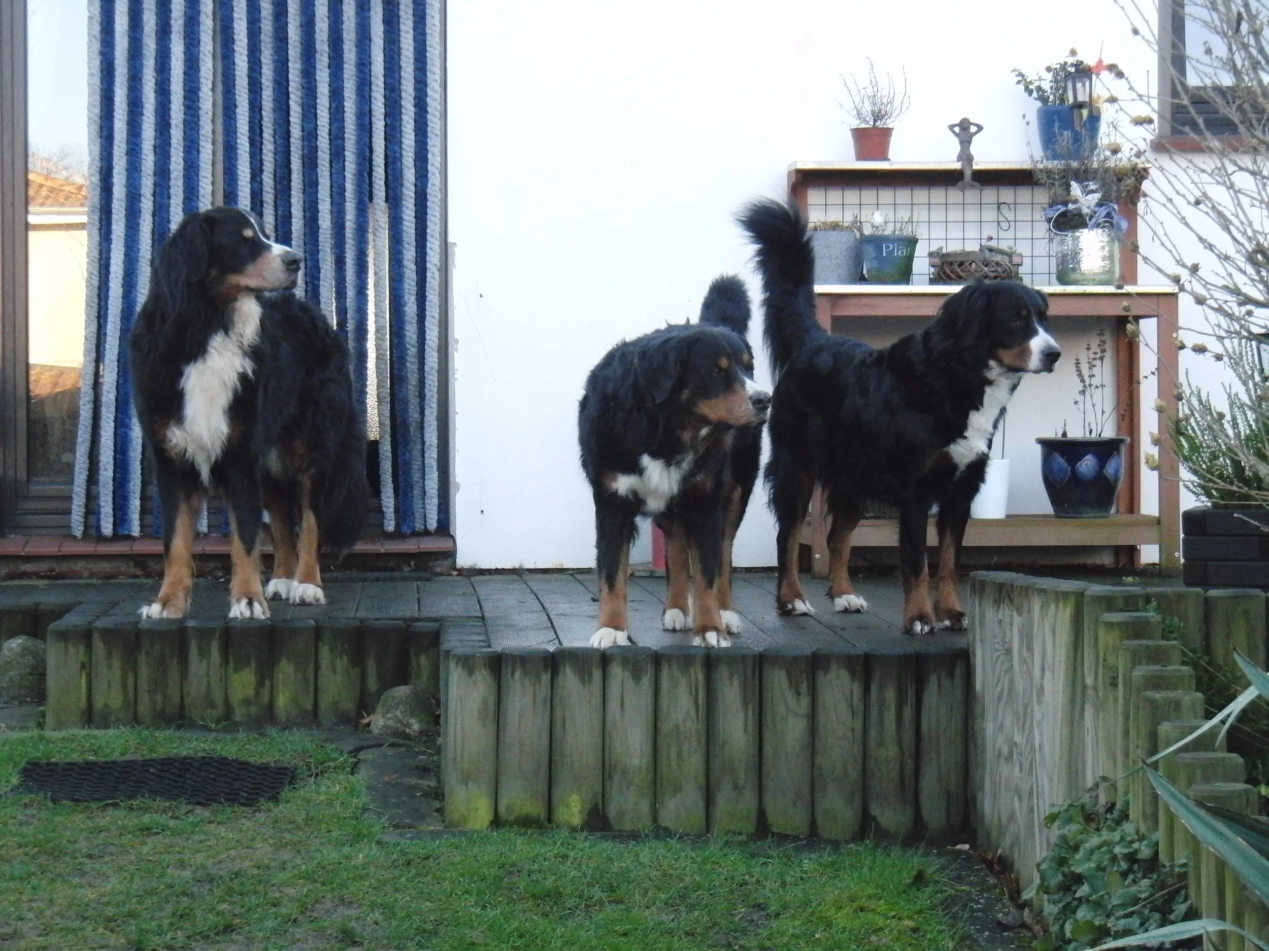 Hardy, Tyla, Raya (Januar 2014)