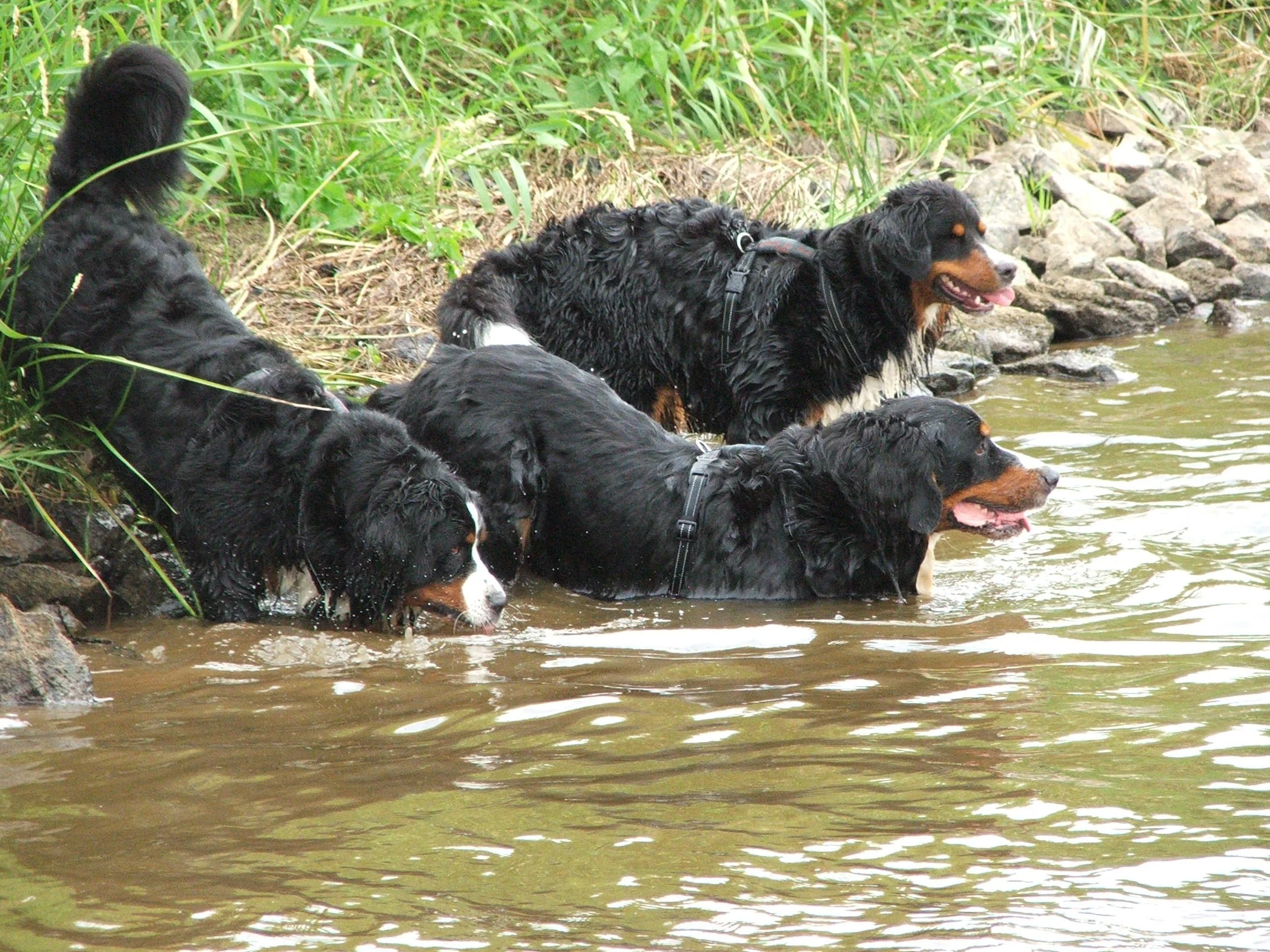 Aimee, Hardy und Tyla im Juli 2010 mit Freunden an der Aller